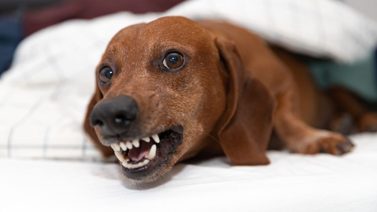 Piengfah | Memes, image size:1200x675