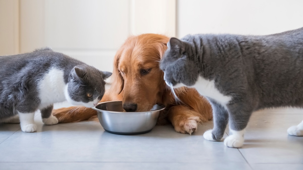 Golden Retriever's 'Guilty Face' Eating Cat Food Says It All - Parade Pets