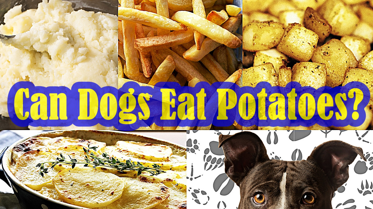 mashed potatoes bad for dogs