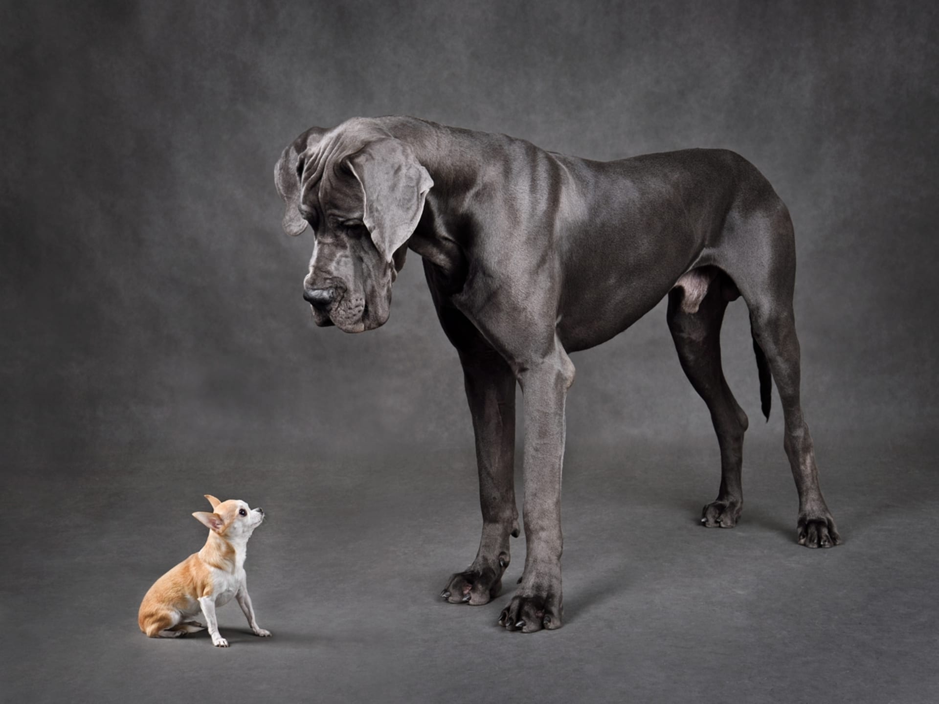 chi_and_great_dane.jpg