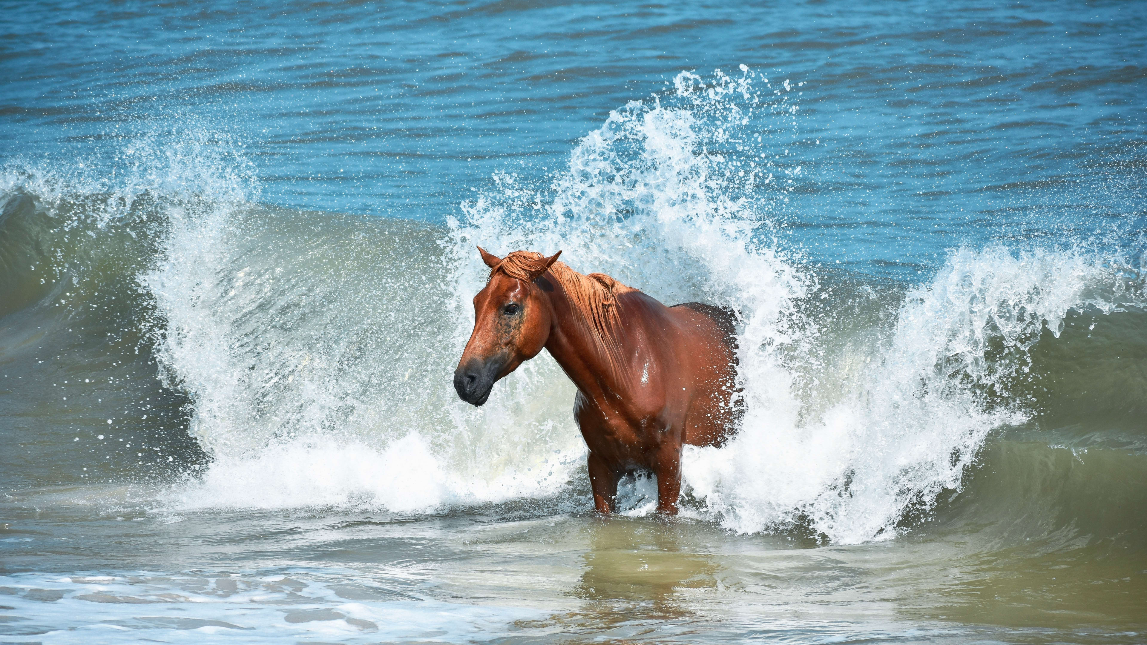 Village in England Where Ponies Run Free Is Like Something Out of a