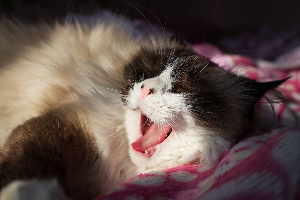 Ragdoll Cat's Gorgeous Rare Face Coloring Is Making People Do a Double Take