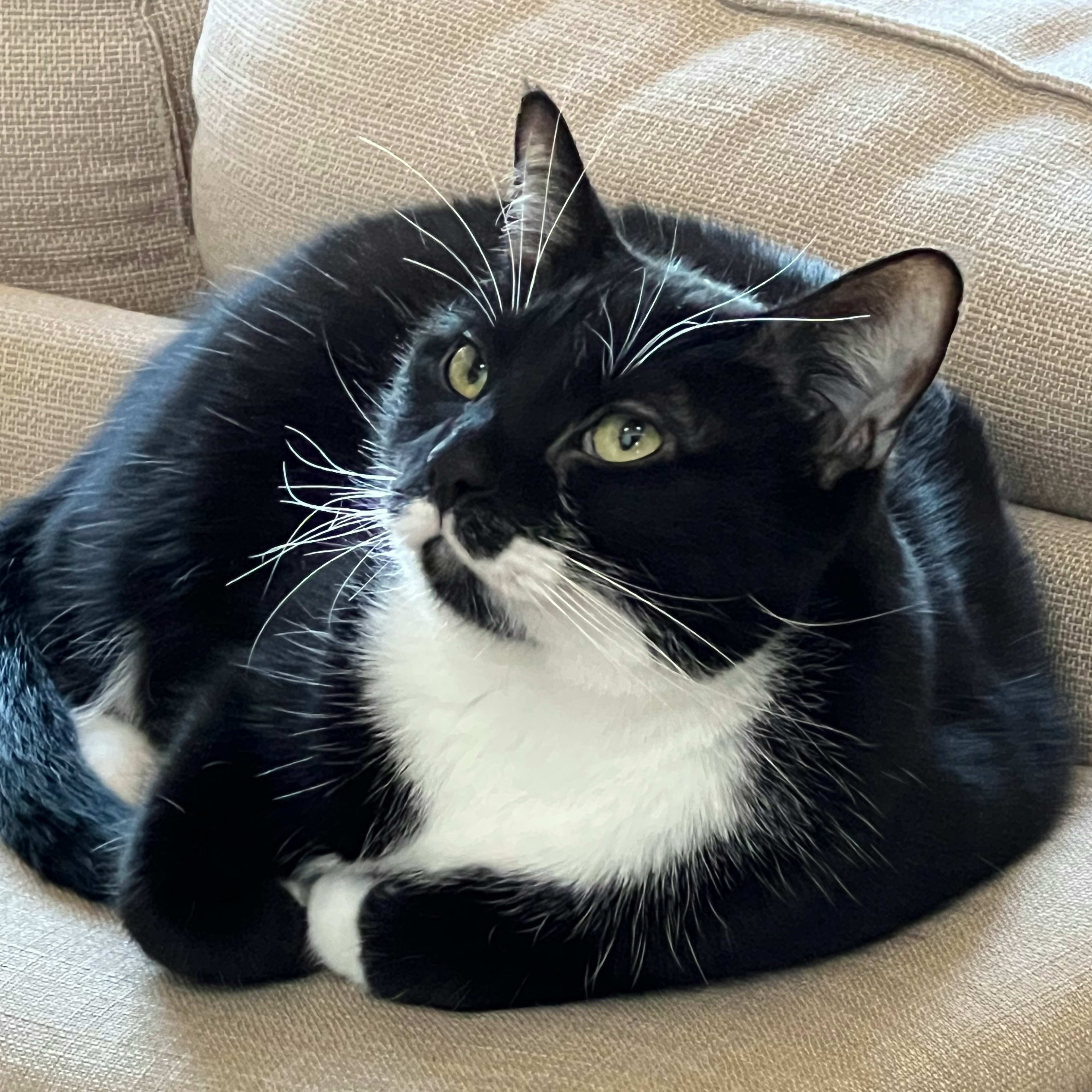 This Sturdy, Lightweight Exercise Wheel From Kohl’s Keeps Kitties Frisky