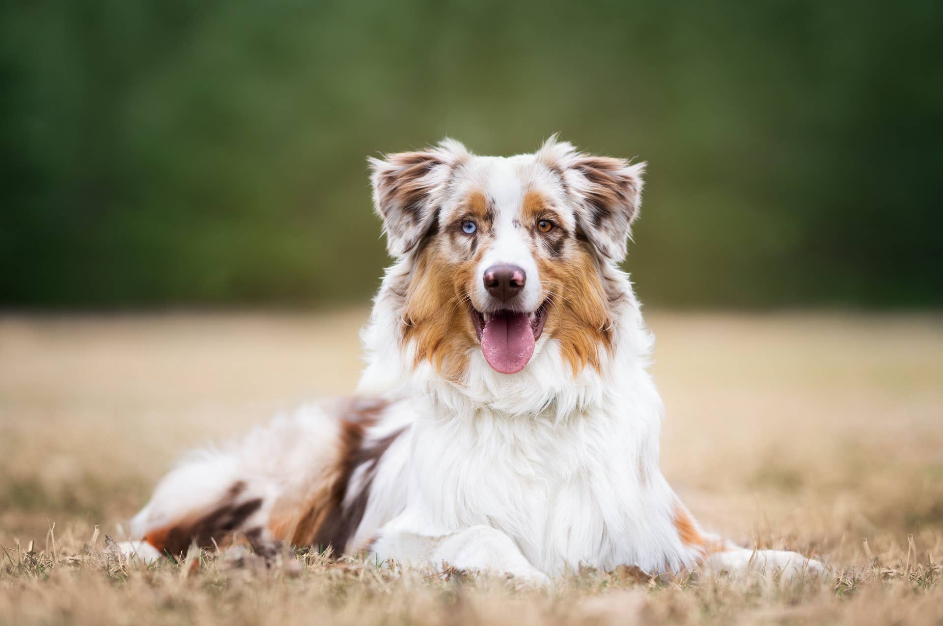 Top 5 Dog Breeds to Have as Pets, According to a Trainer - Parade Pets