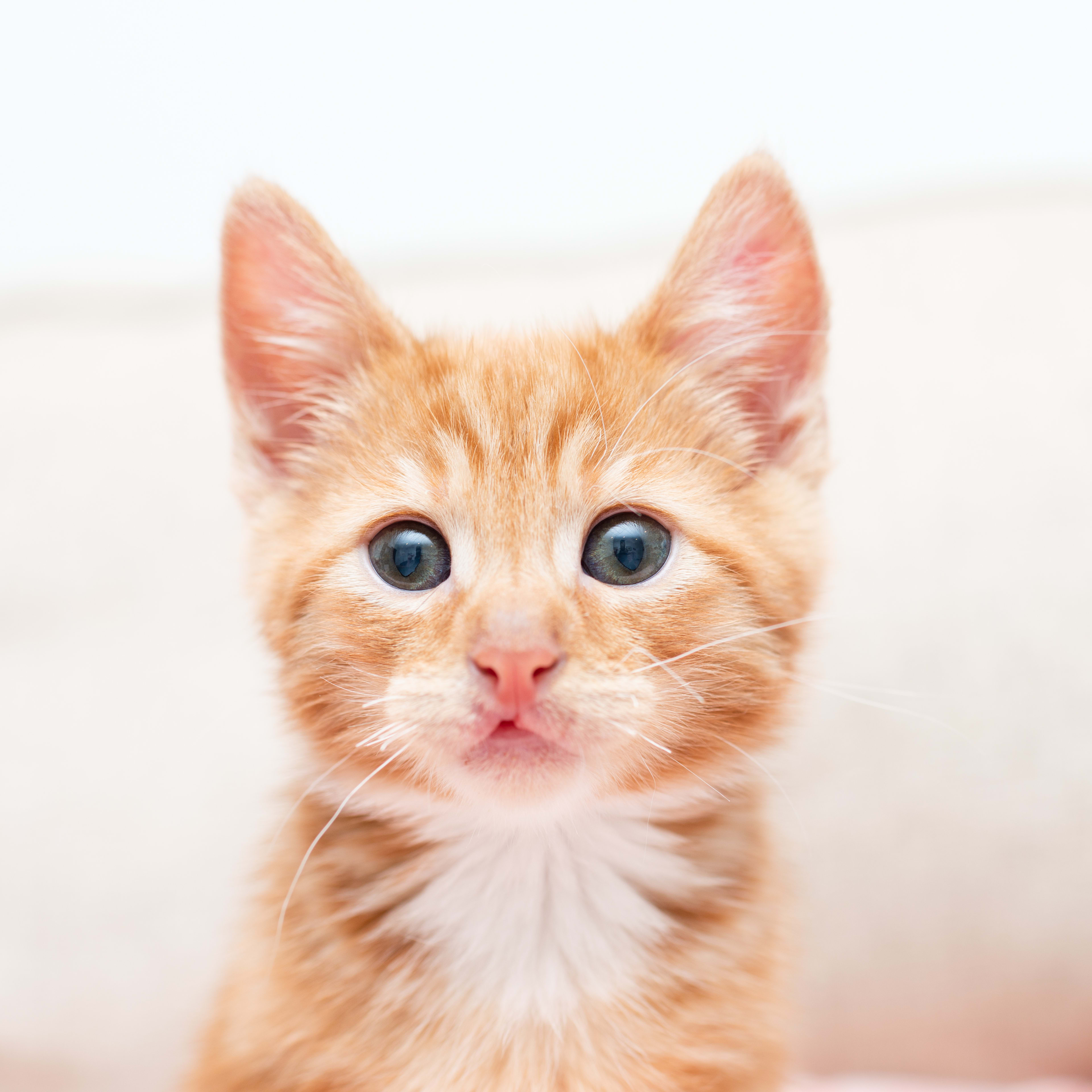 Orange Cat 'Feeling Chaotic' Annoys Napping Sister Like a Typical ...