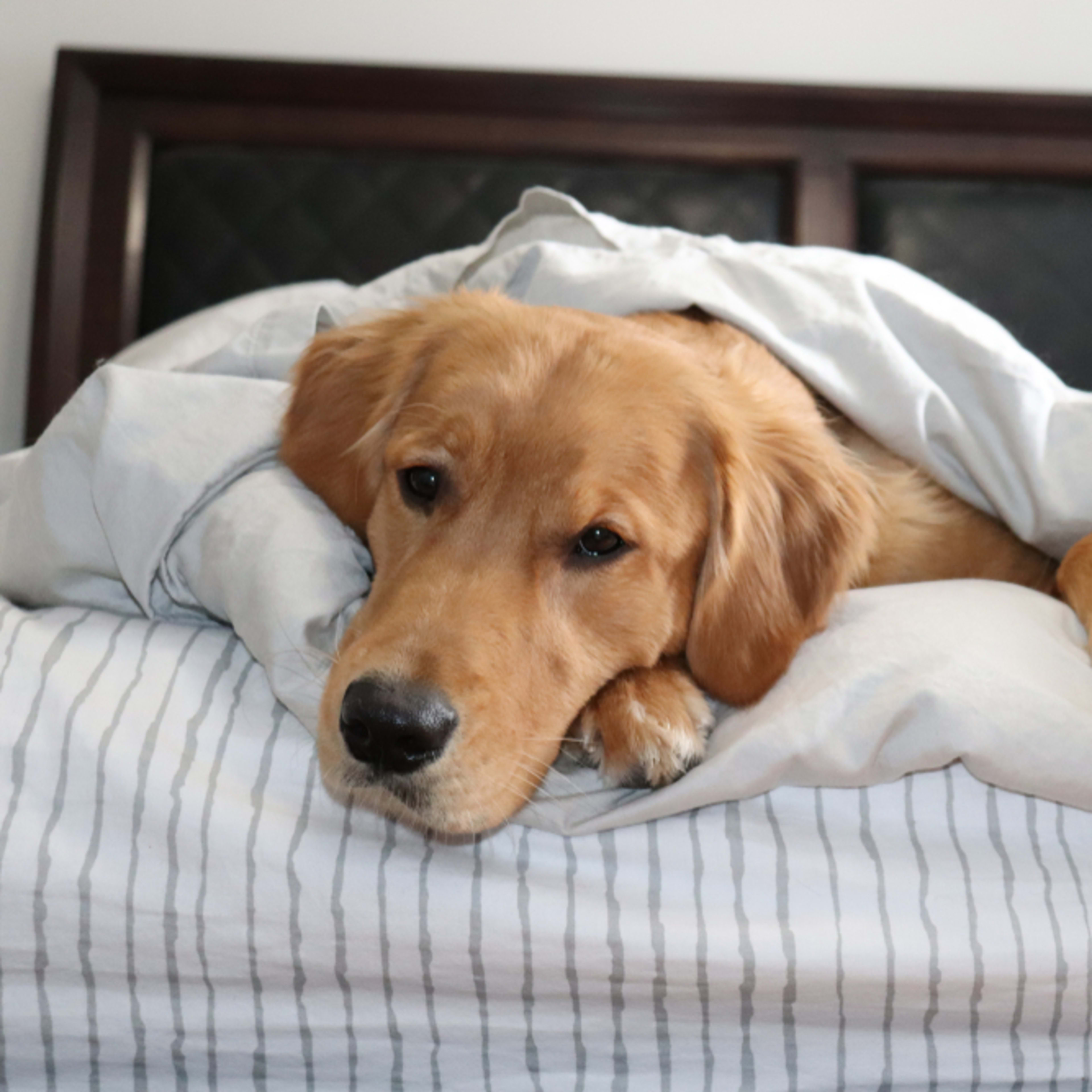 Golden Retriever's Funny Struggle With Daylight Savings Time Is All of Us This Week