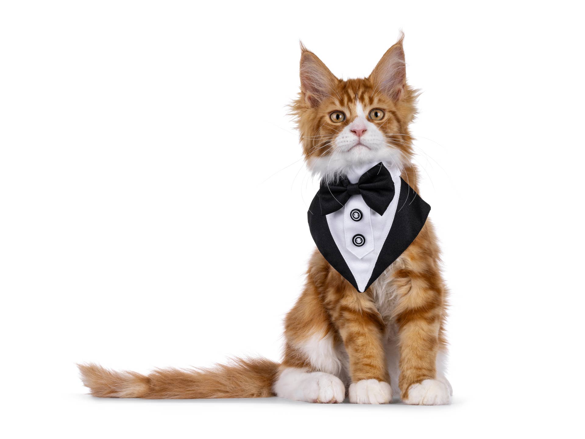 Maine Coon Kitten Has One Blue Eye and One Brown Eye—and Her Colors Are ...