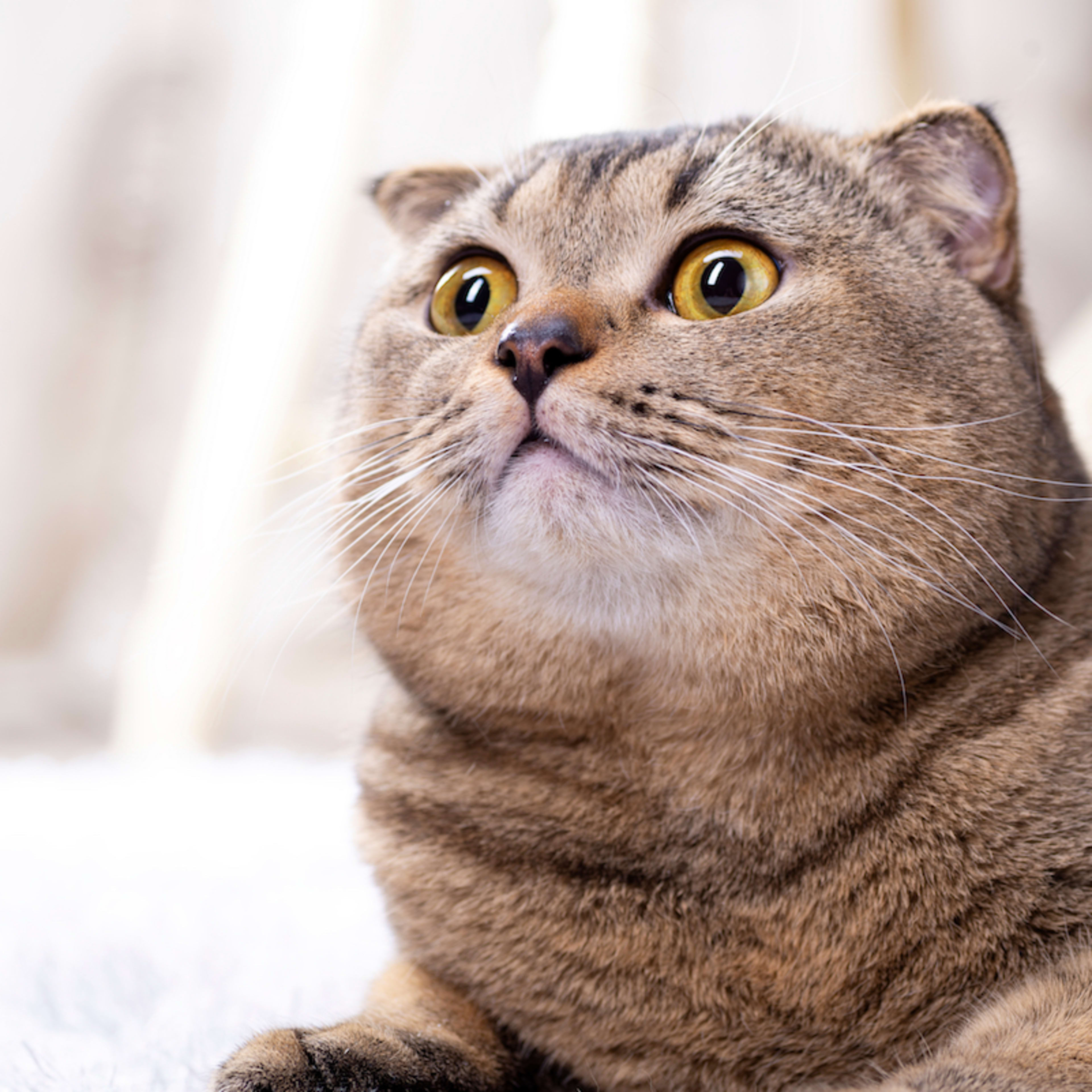 Scottish Fold Cat Snatches Kitten and Hides Her Under Her Belly in  Hilarious Standoff - Parade Pets, image size:3840x3840