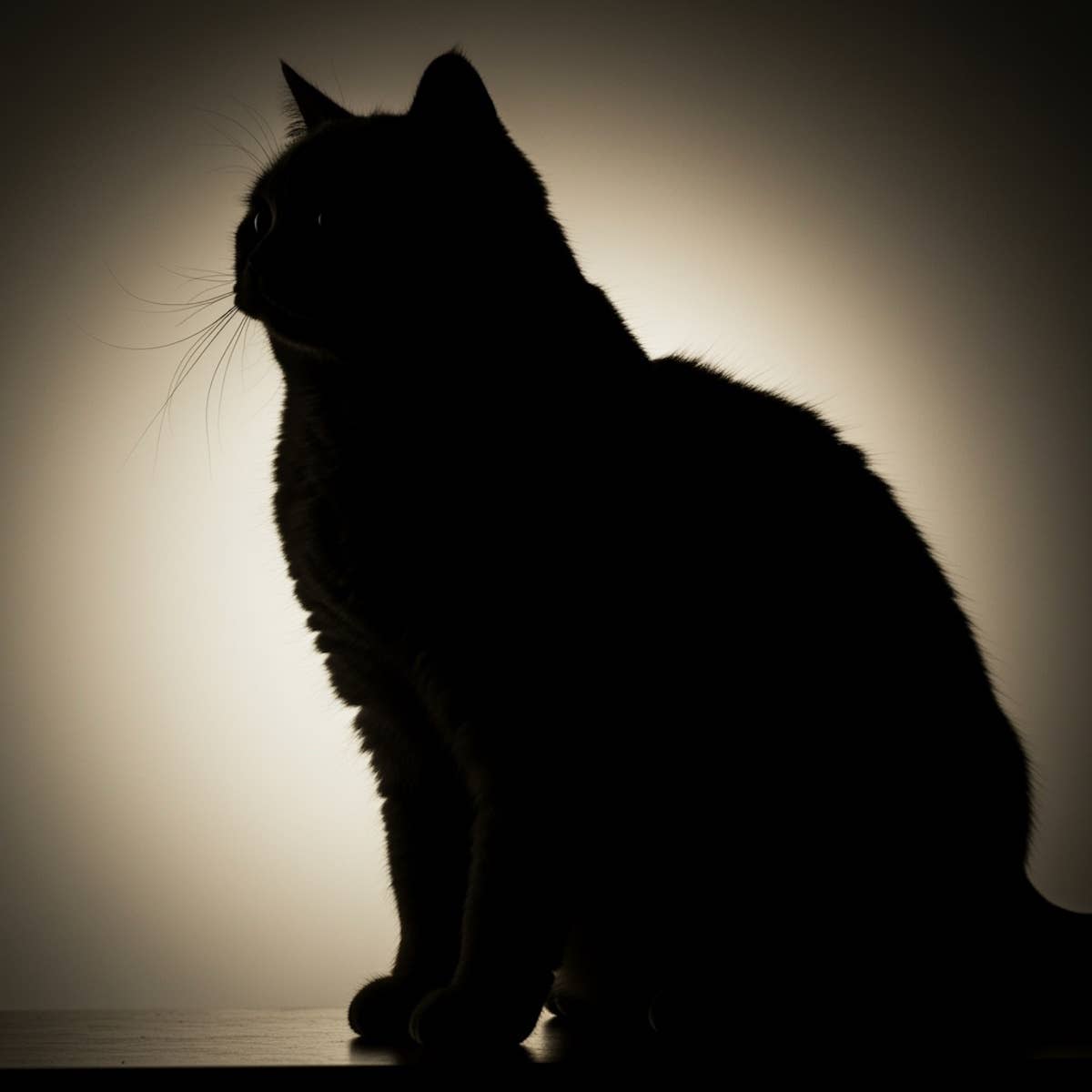 Rare Siamese Selkirk Rex Kitten Stands Like a Meerkat and the Internet ...