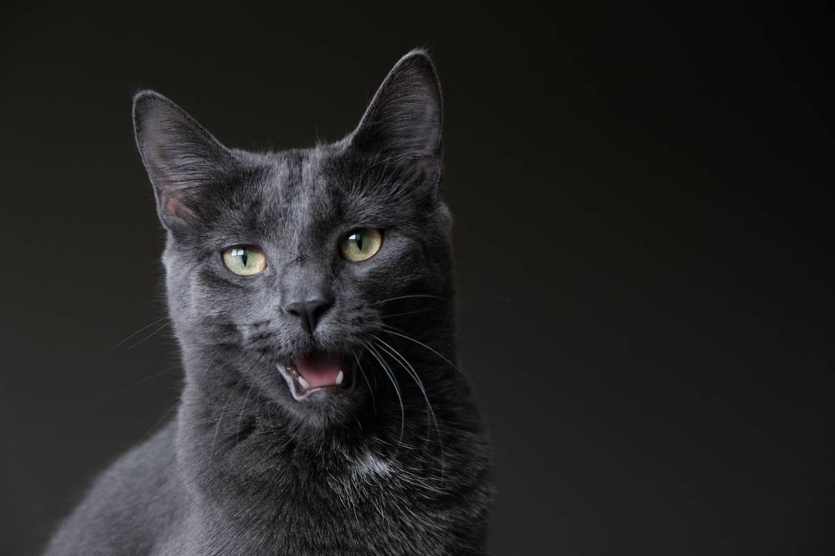 Cat Ressu 7 of the Prettiest Dog Breeds You'll Ever Meet, Say Experts - Parade Pets