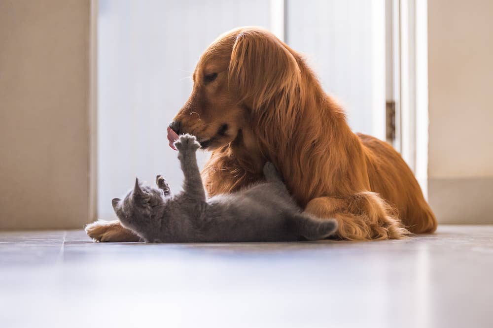 Funny Kitty Is 'Too Stunned to Speak' After First Glimpse of New Cat ...