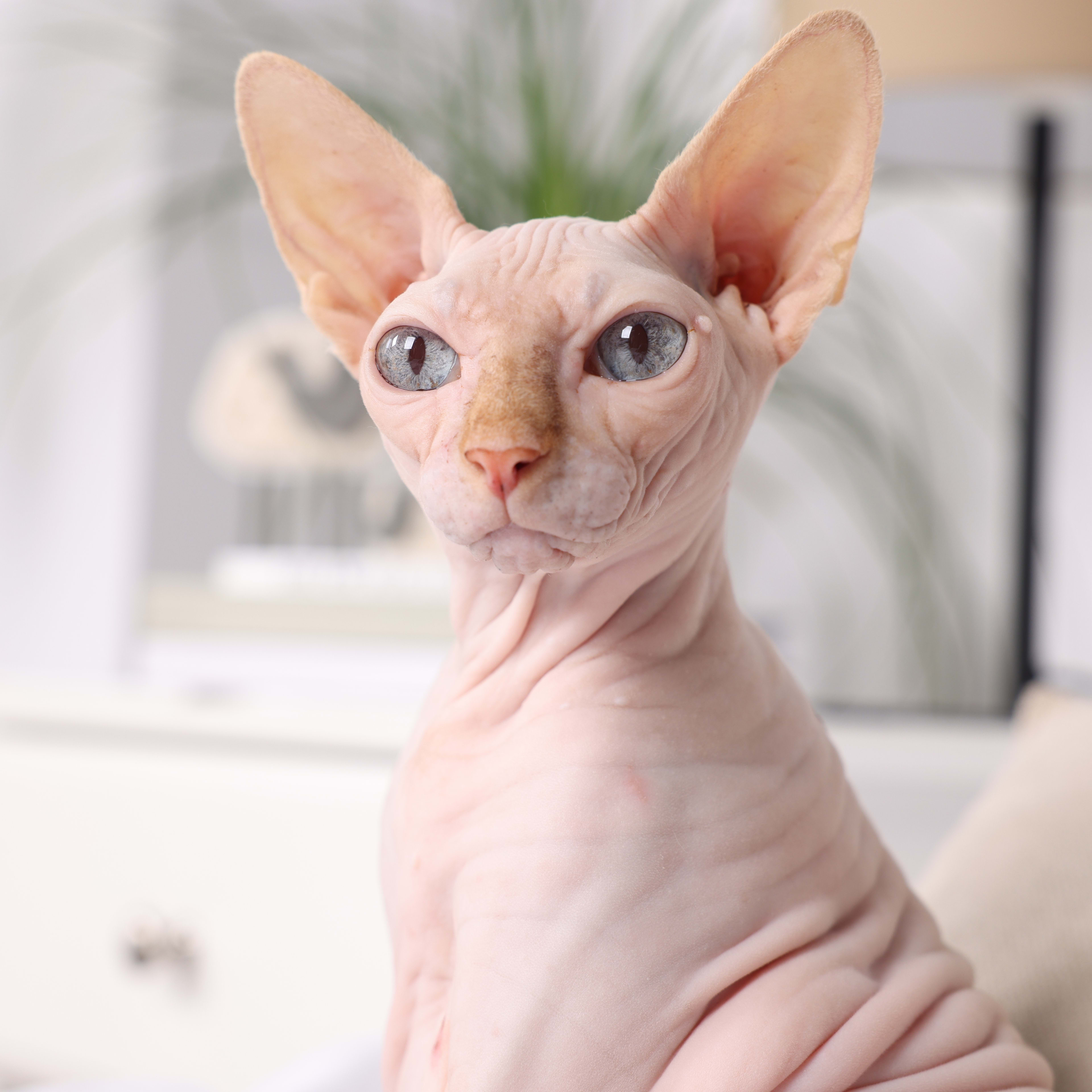 World’s Oldest Cockatiel Turns 33—Here Are His Longevity Secrets ...