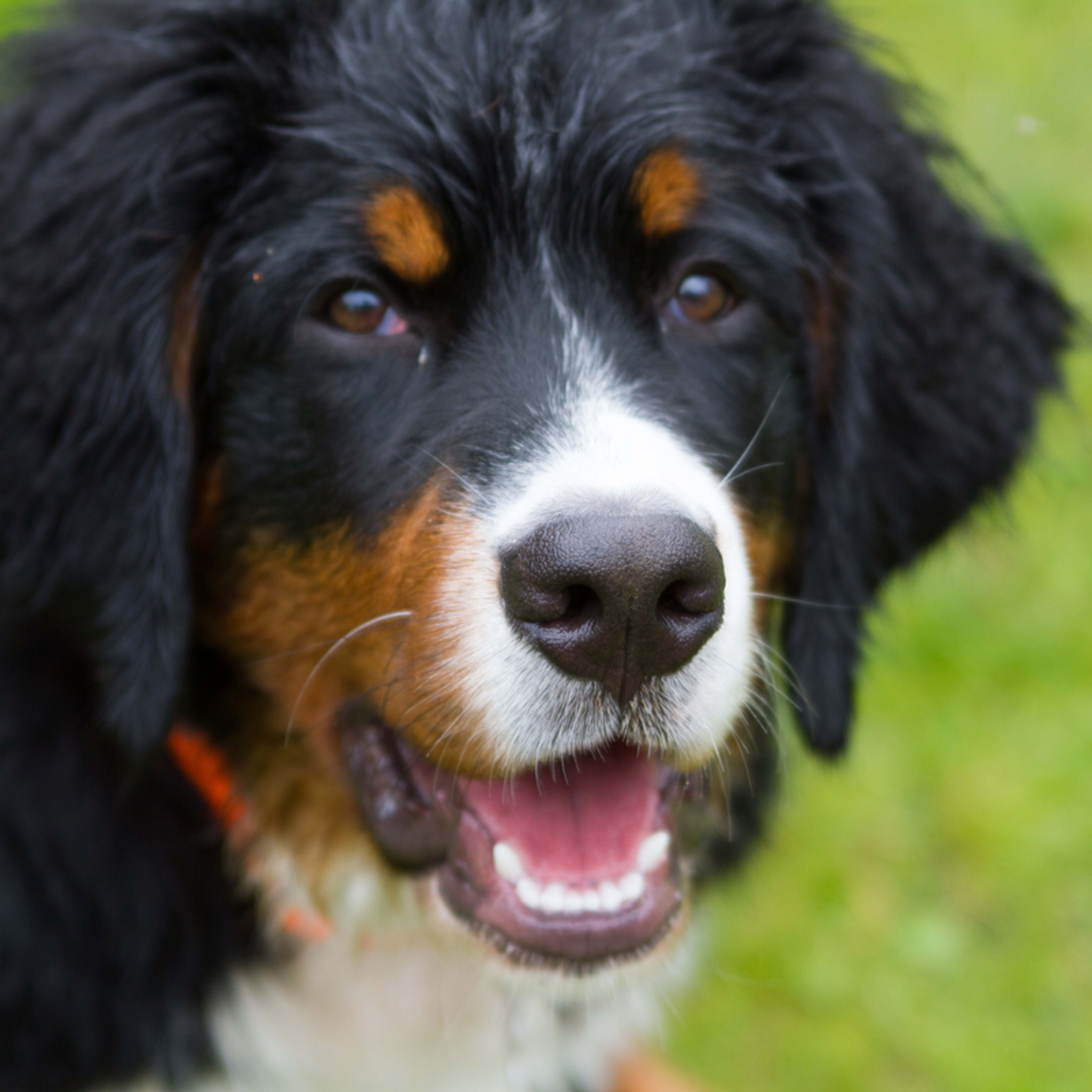 10 Adorable Signs Your Dog Is Happy, According to Experts - Parade Pets