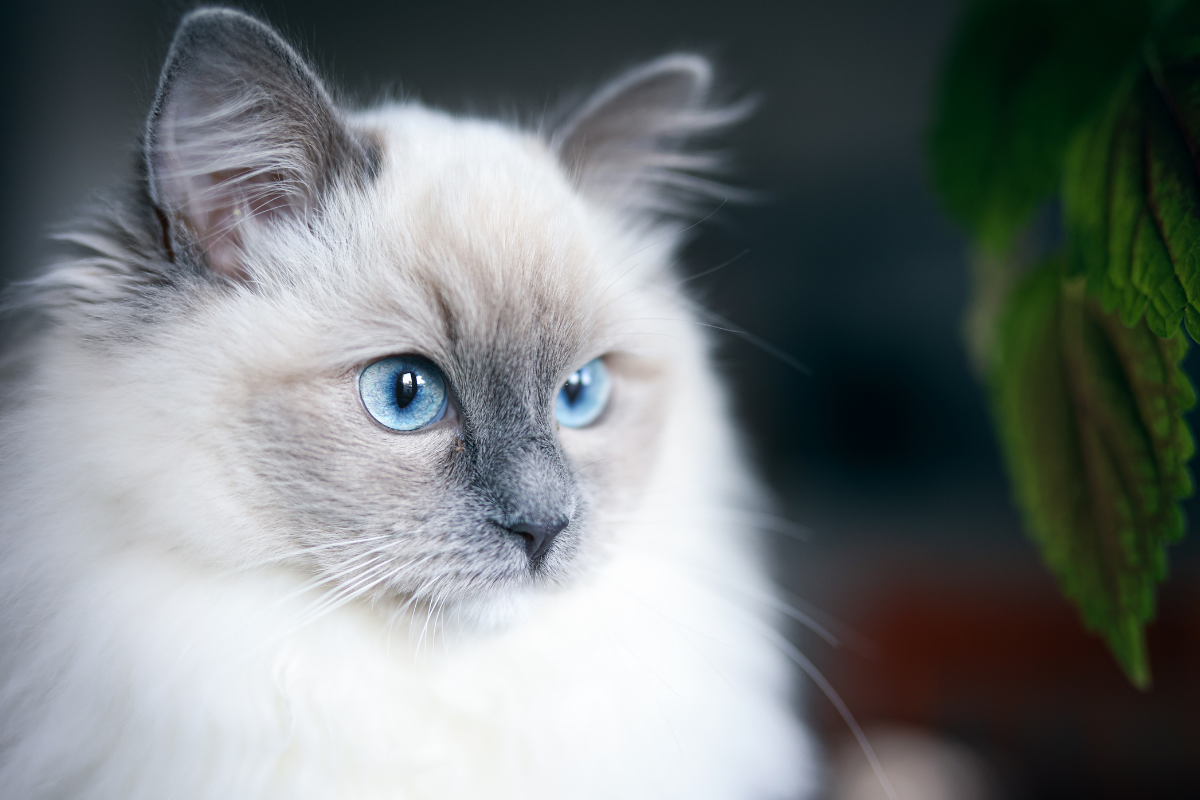 Pergen Ragdoll The Best Foods for Golden Retrievers, According to Vets - Parade Pets