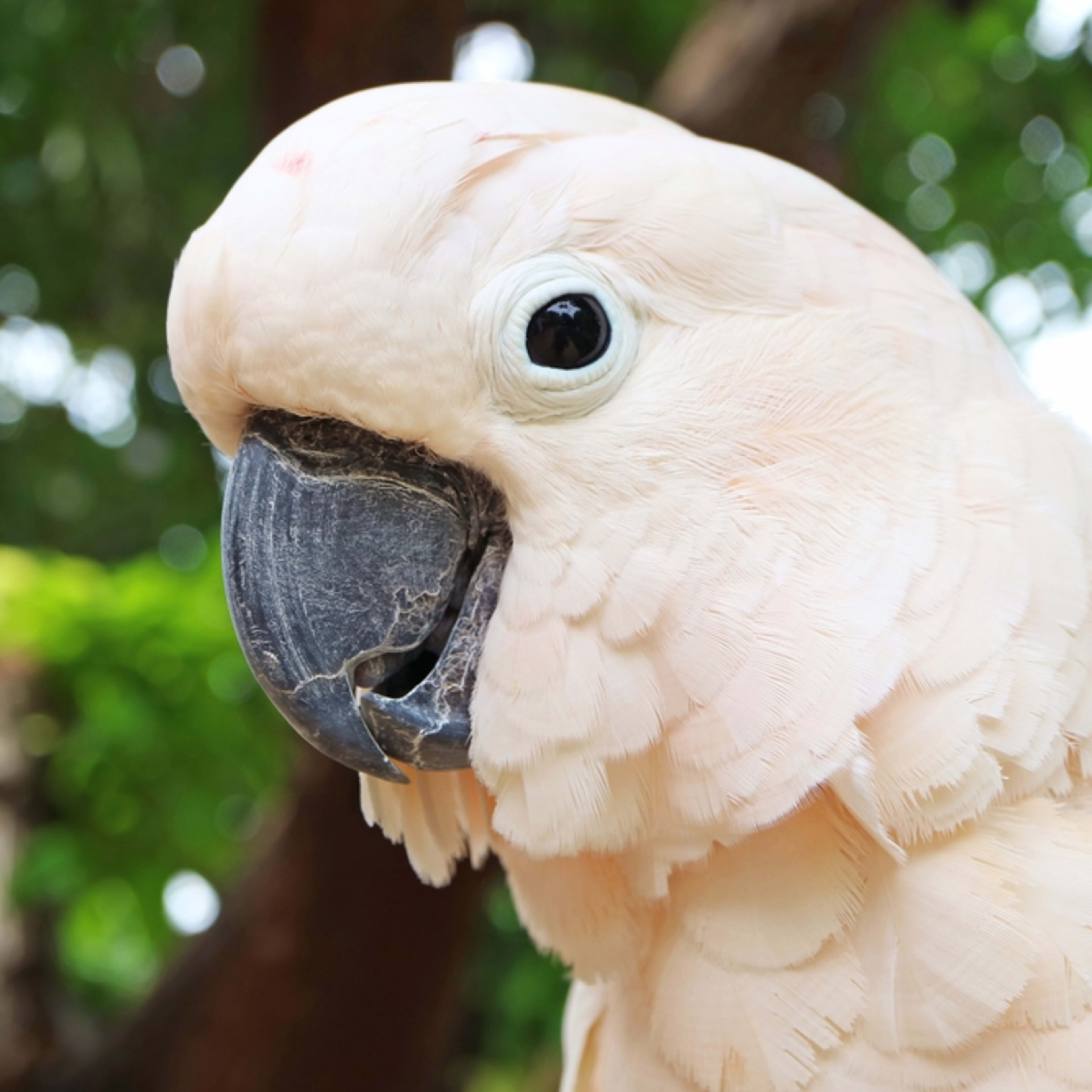 Cockatoo's Cute Jumps of Excitement When Best Friend Comes Home Are Everything