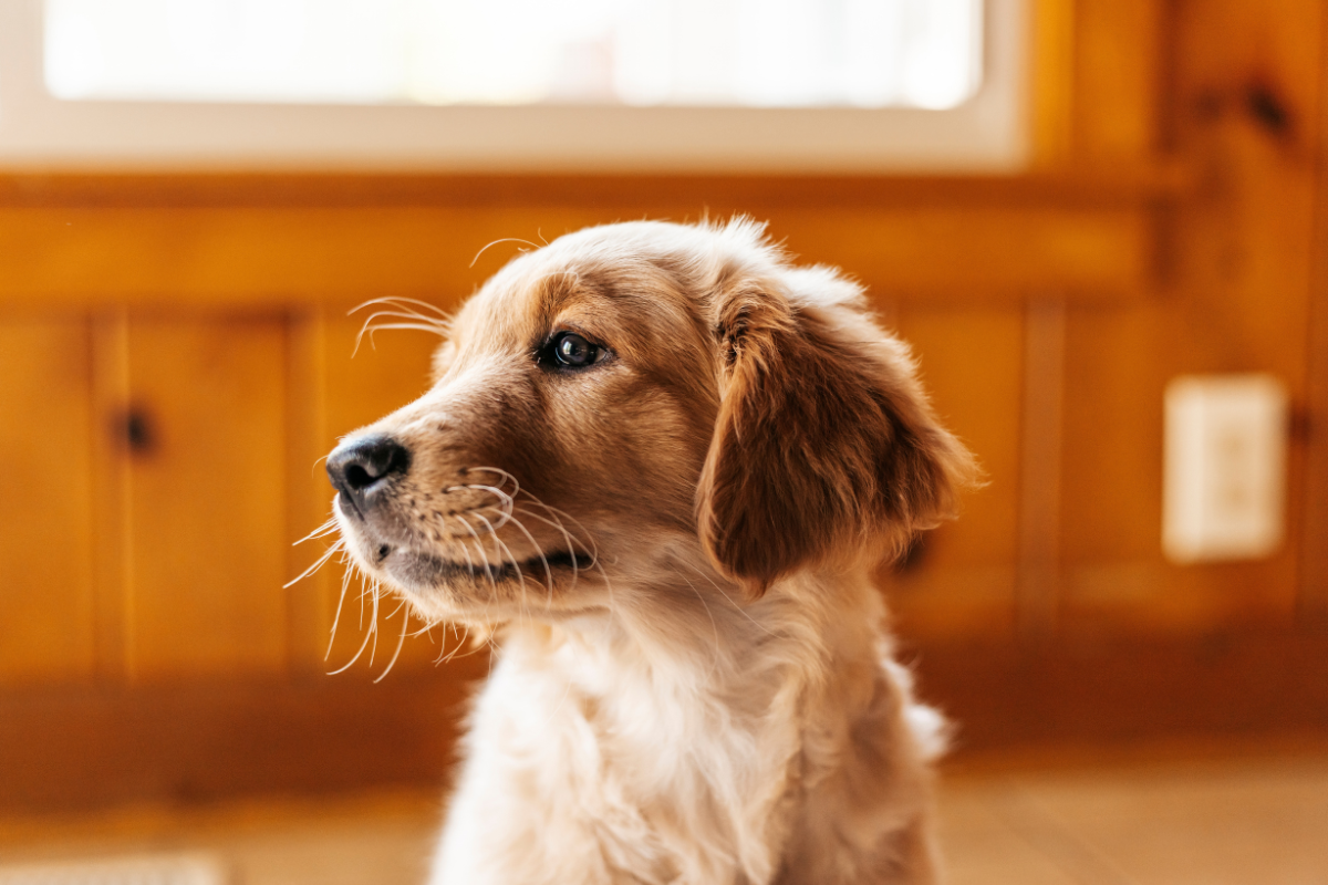 Golden Retriever's Concern During Newborn's Diaper Change Is Almost Too ...