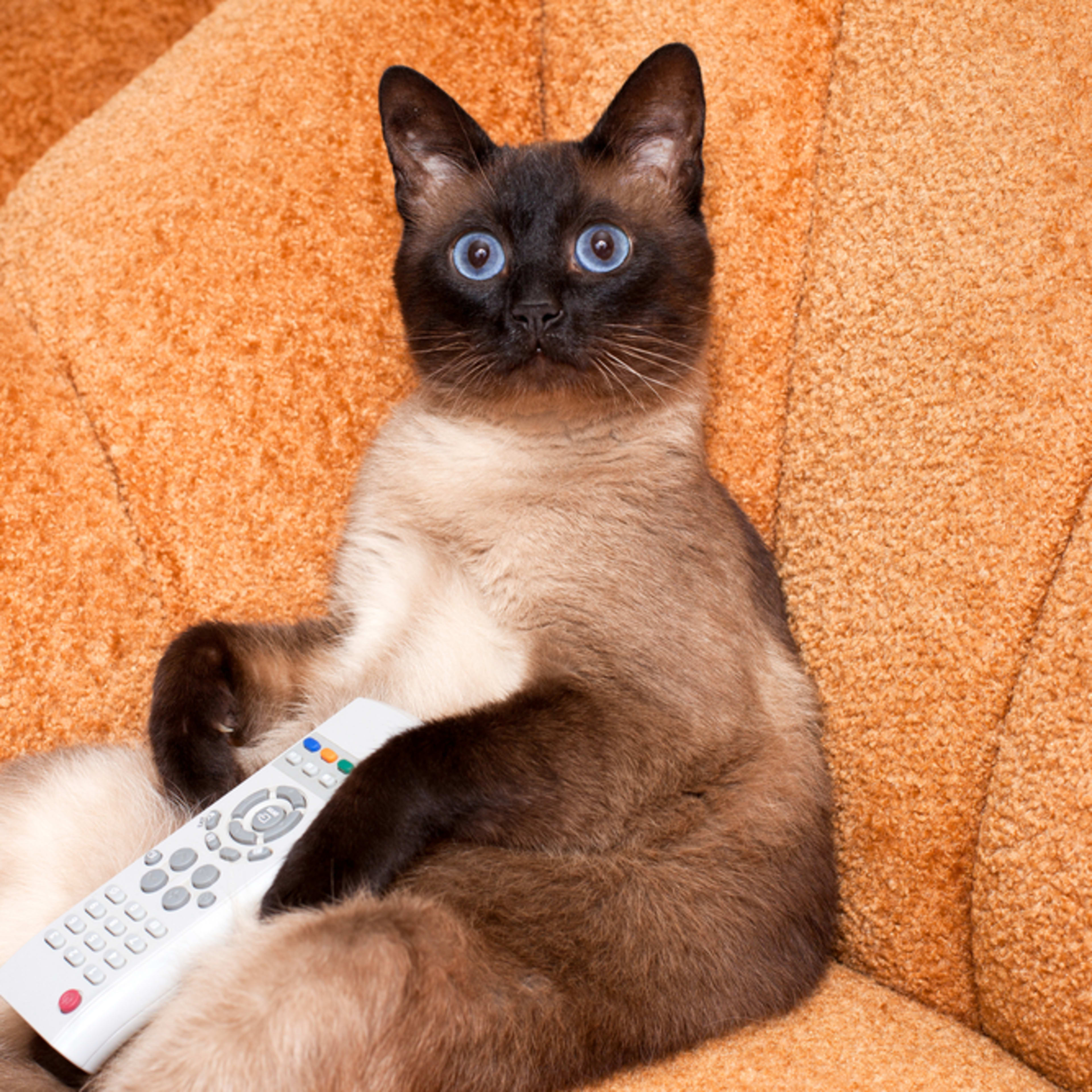 is-petsmart-open-on-christmas-day-2025-holiday-hours-parade-pets