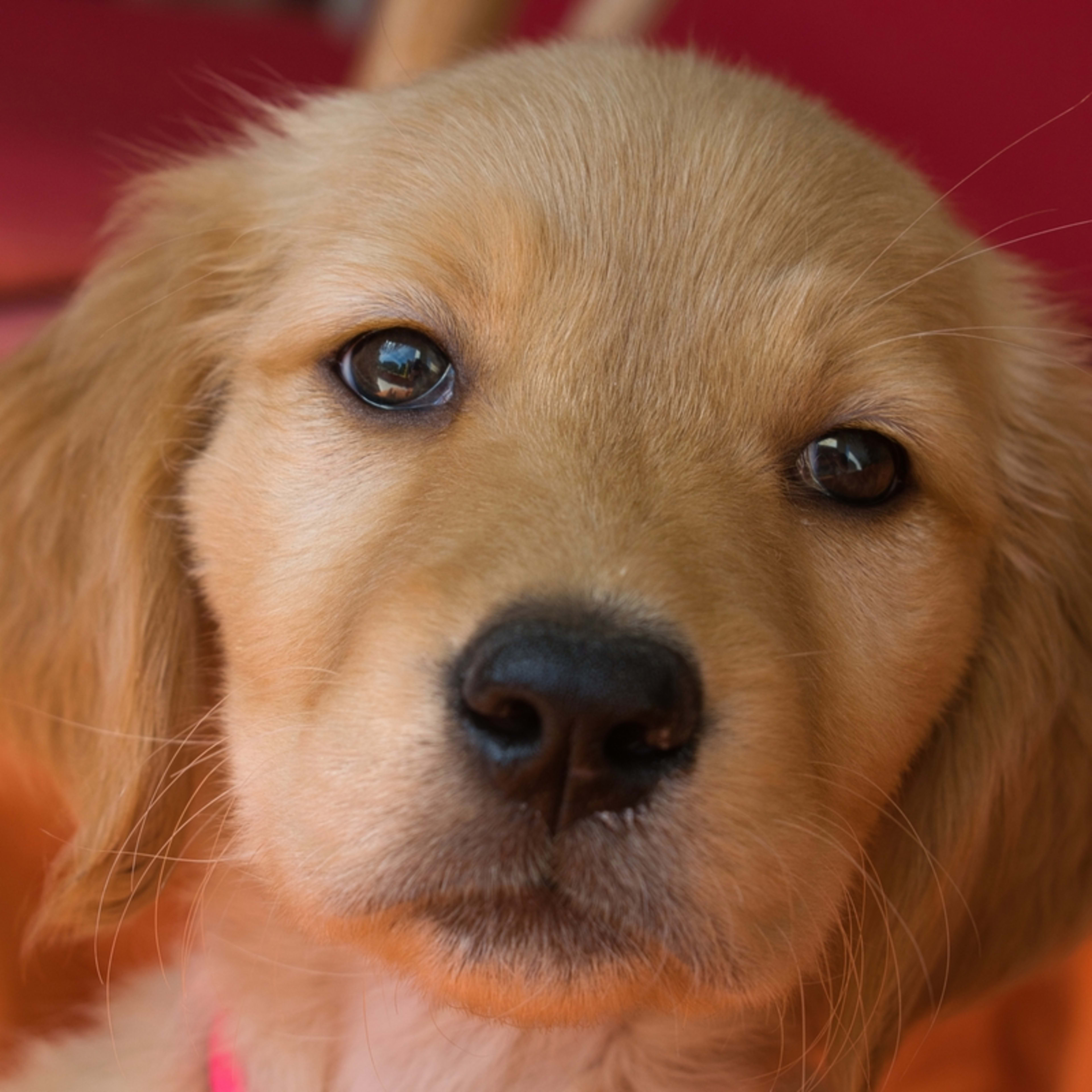 Dachshunds' Epic Race at Hockey Game Is a Complete Adrenaline Rush ...