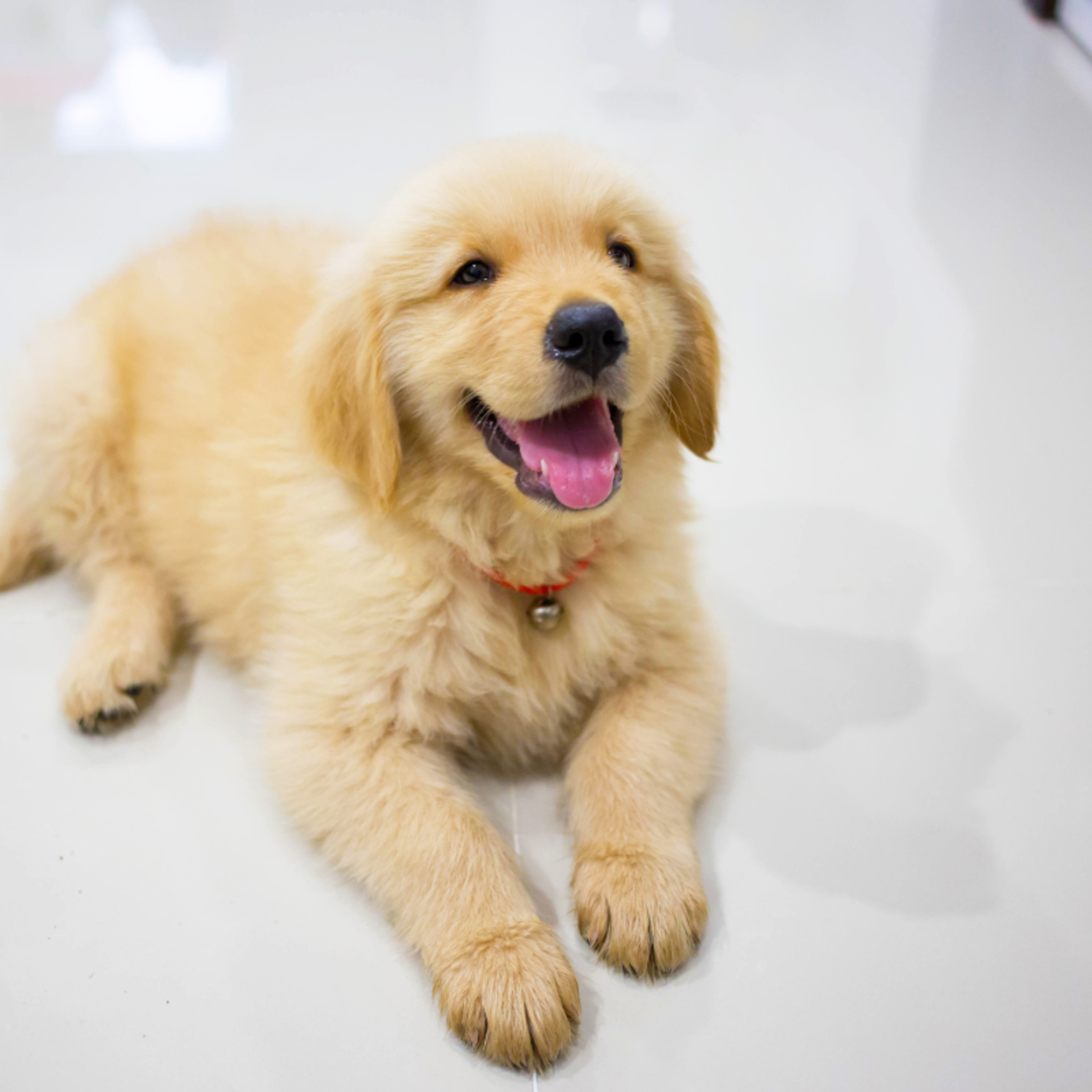 Golden Retriever Puppy Supervises Handymen During Renovation - Parade Pets
