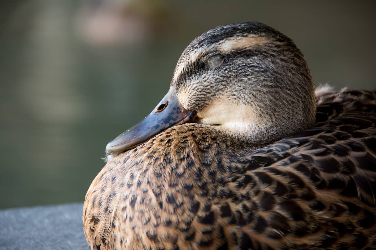 Heartbroken Duck Who Lost His Mate on Thanksgiving Day Gets Sweetest ...