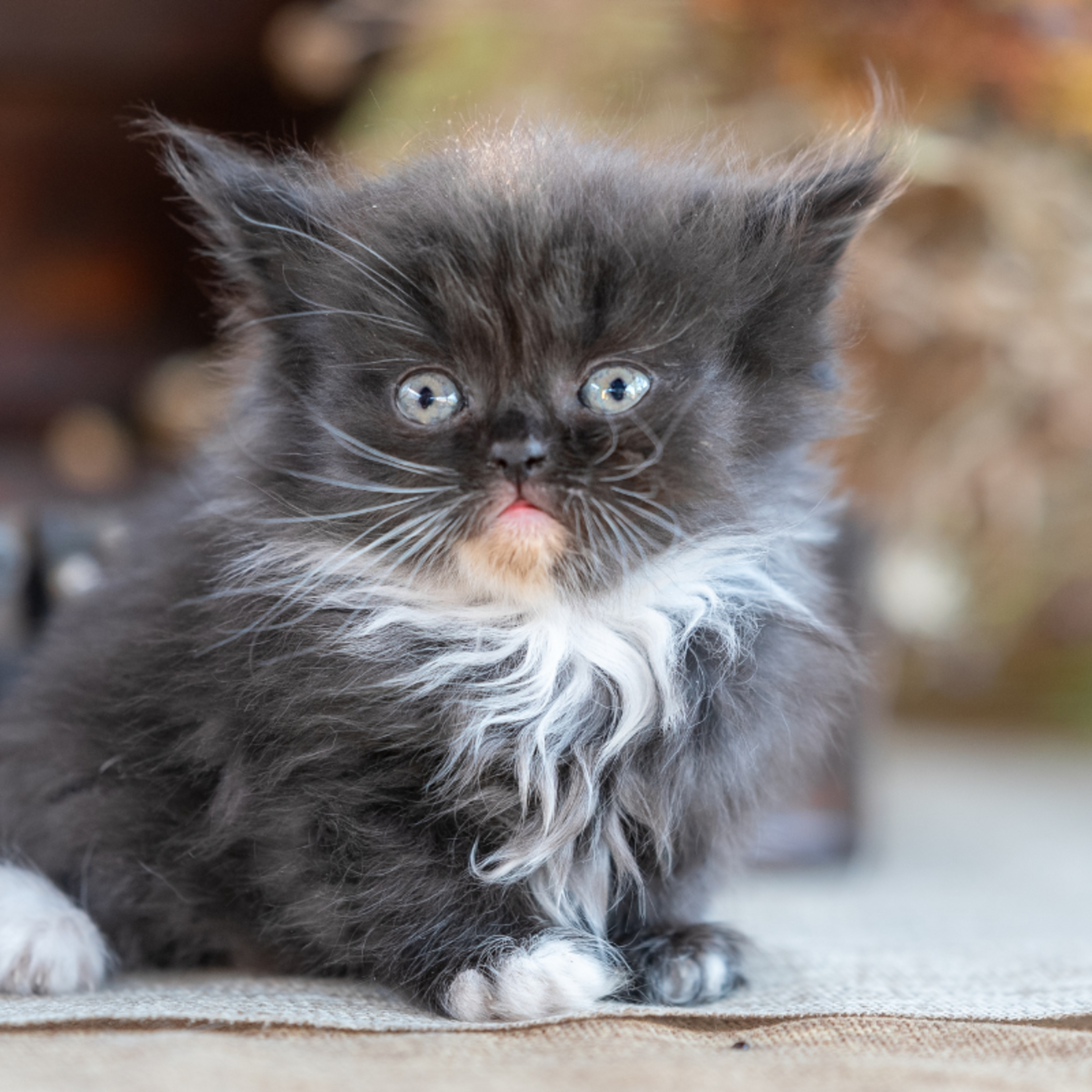 Tiny Tortoiseshell Kitten's Unique Pattern Makes Her Look Like a Peanut ...