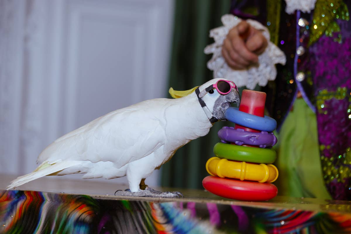 5 Curly-Haired Dogs, According to Pet Experts - Parade Pets