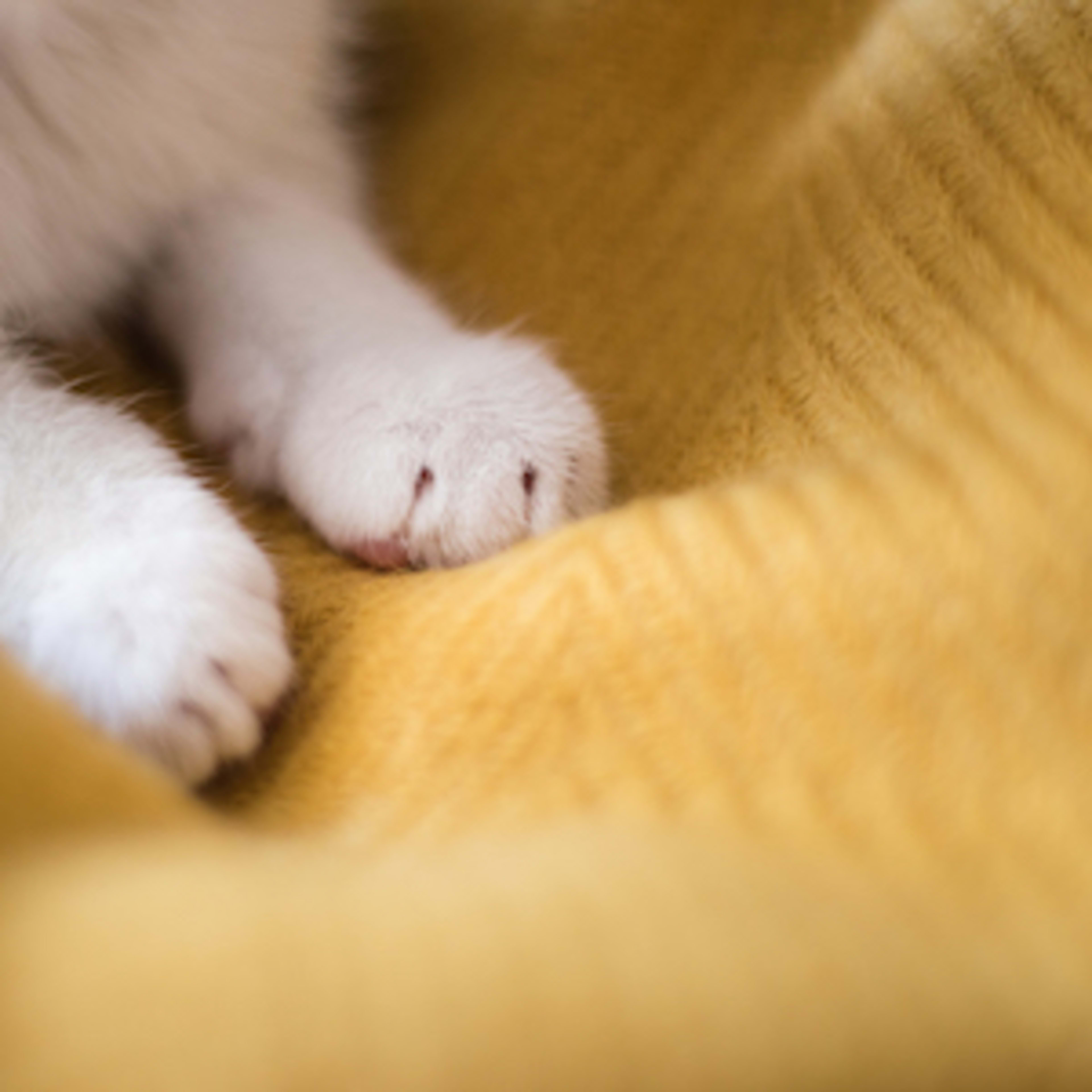 Why Do Cats Knead? Cat Experts Weigh In On What Compels Kitties to Scratch