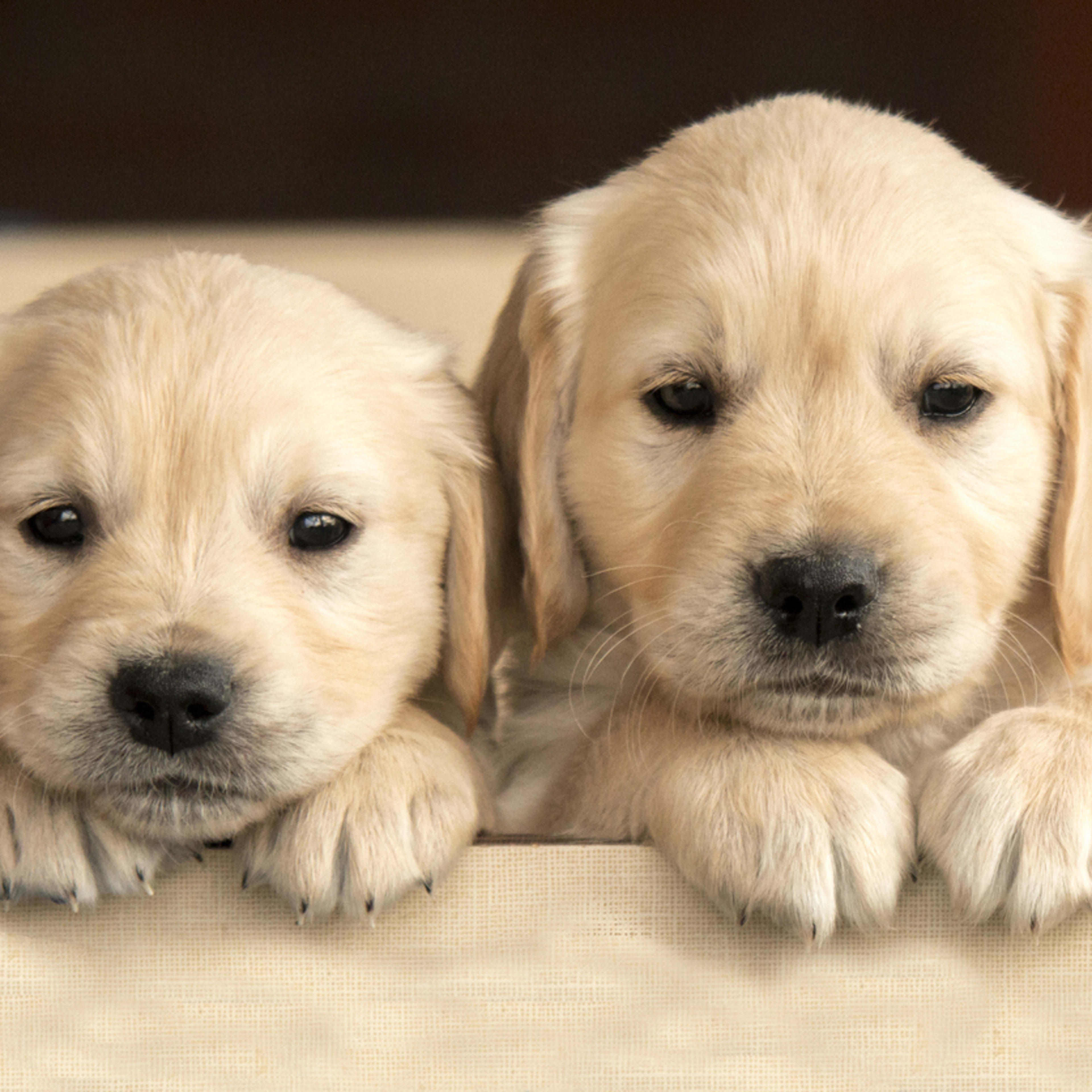 Costco Is Selling 'Giant' Dog Beds Big Enough for 2 Large Pups & People ...