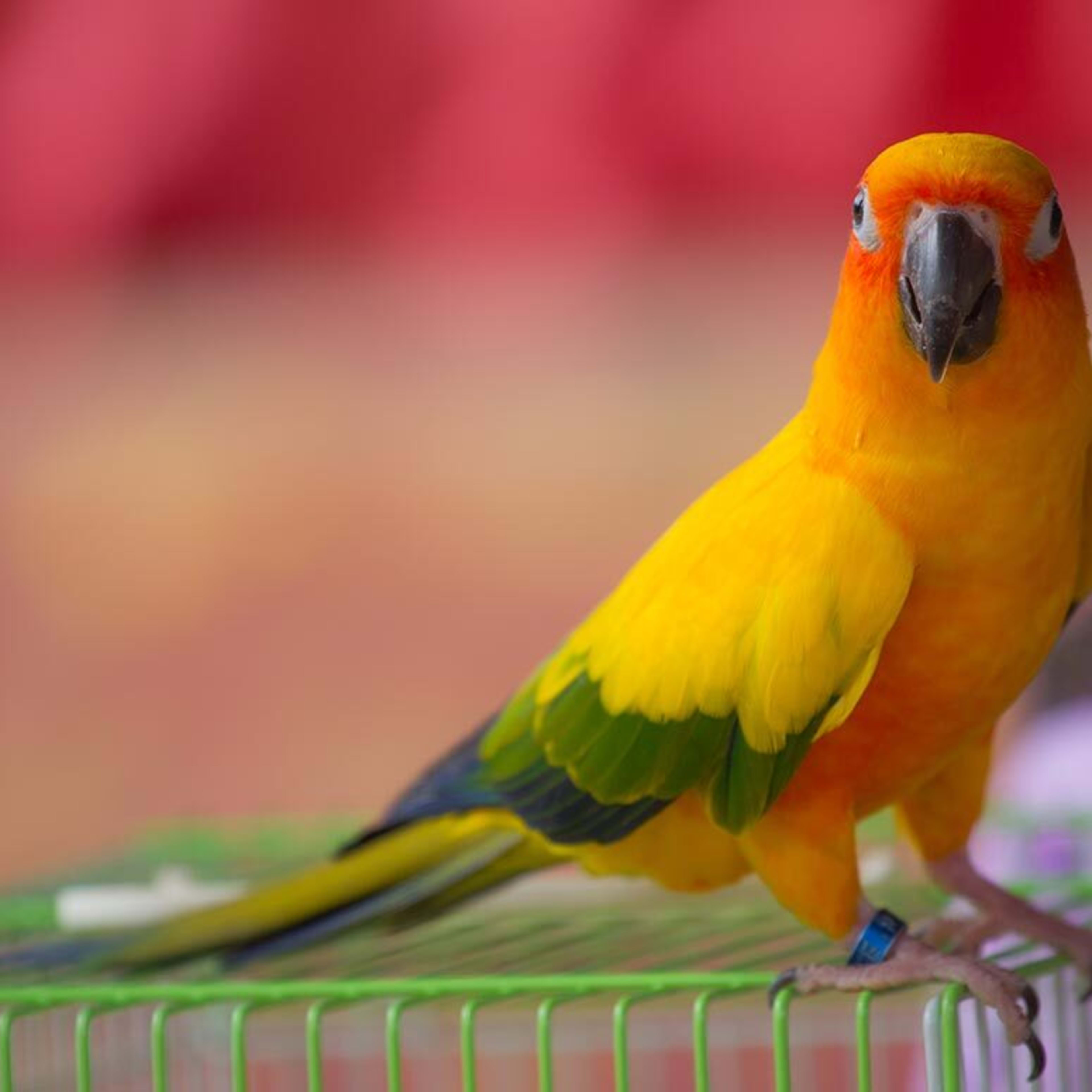 The 150 Best Bird Names