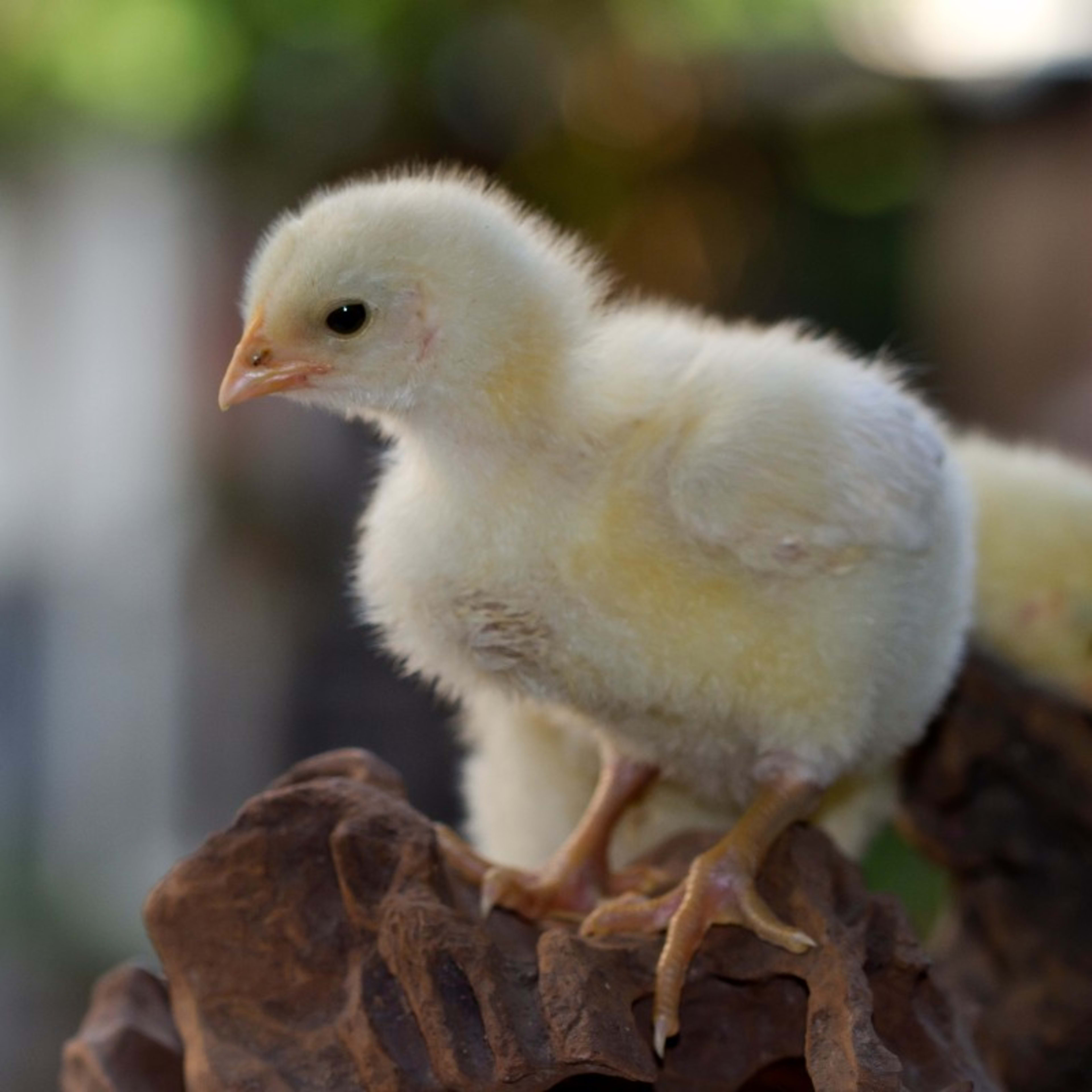 Best Pet Chicken Breeds for Beginners (& Those to Avoid)