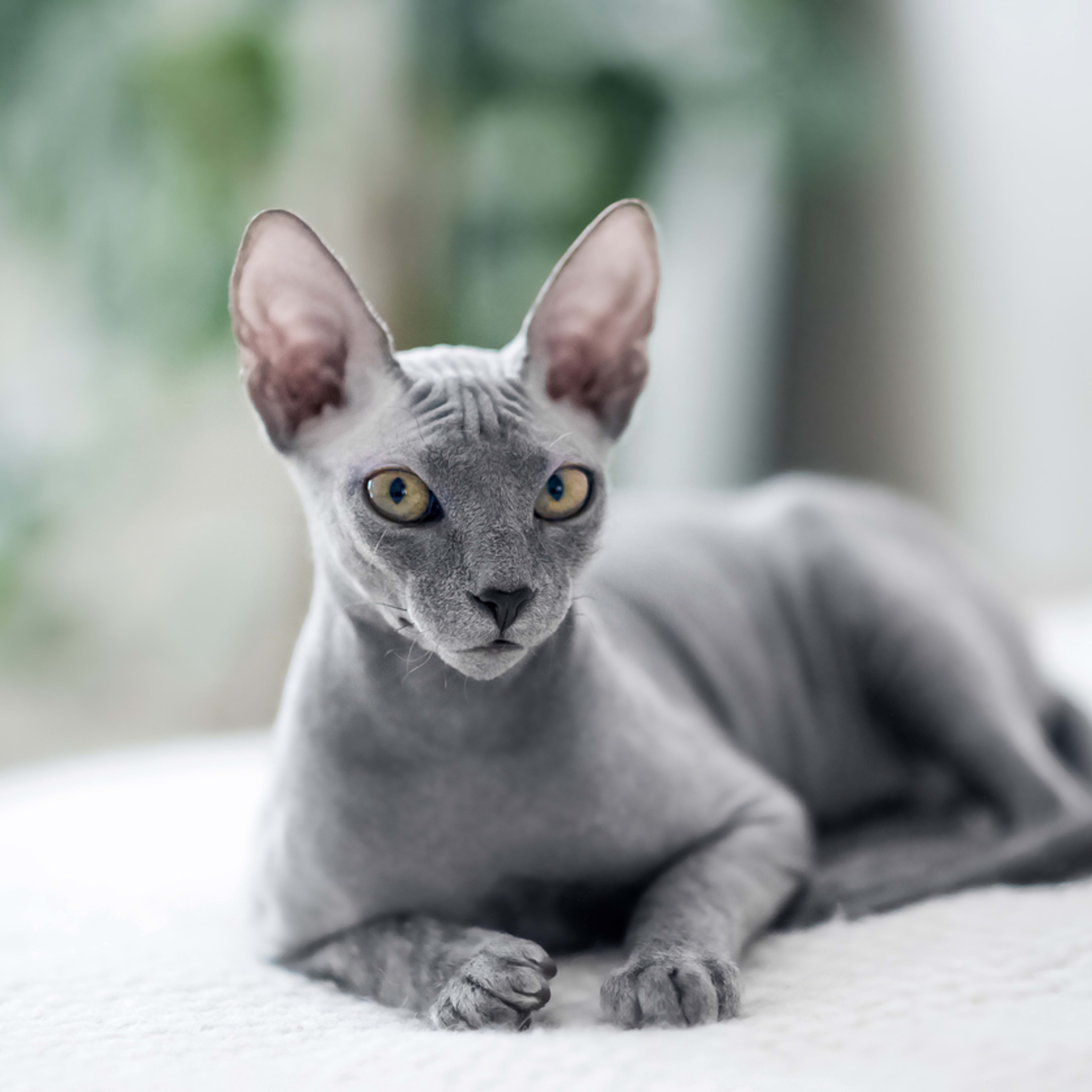 11 Hairless Cat Breeds and How They’re Different From Each Other, According to a Veterinarian