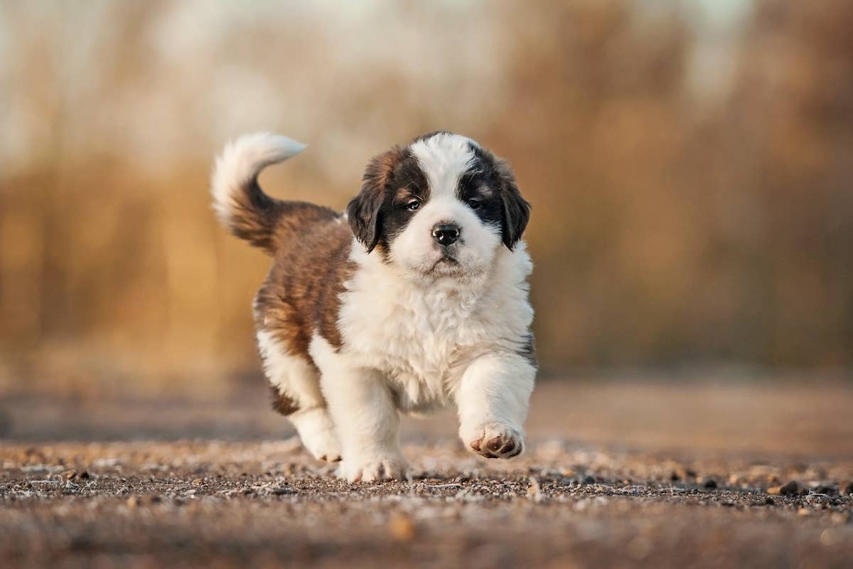 What Dog Breeds Howl: Discover the Most Vocal Canines Today