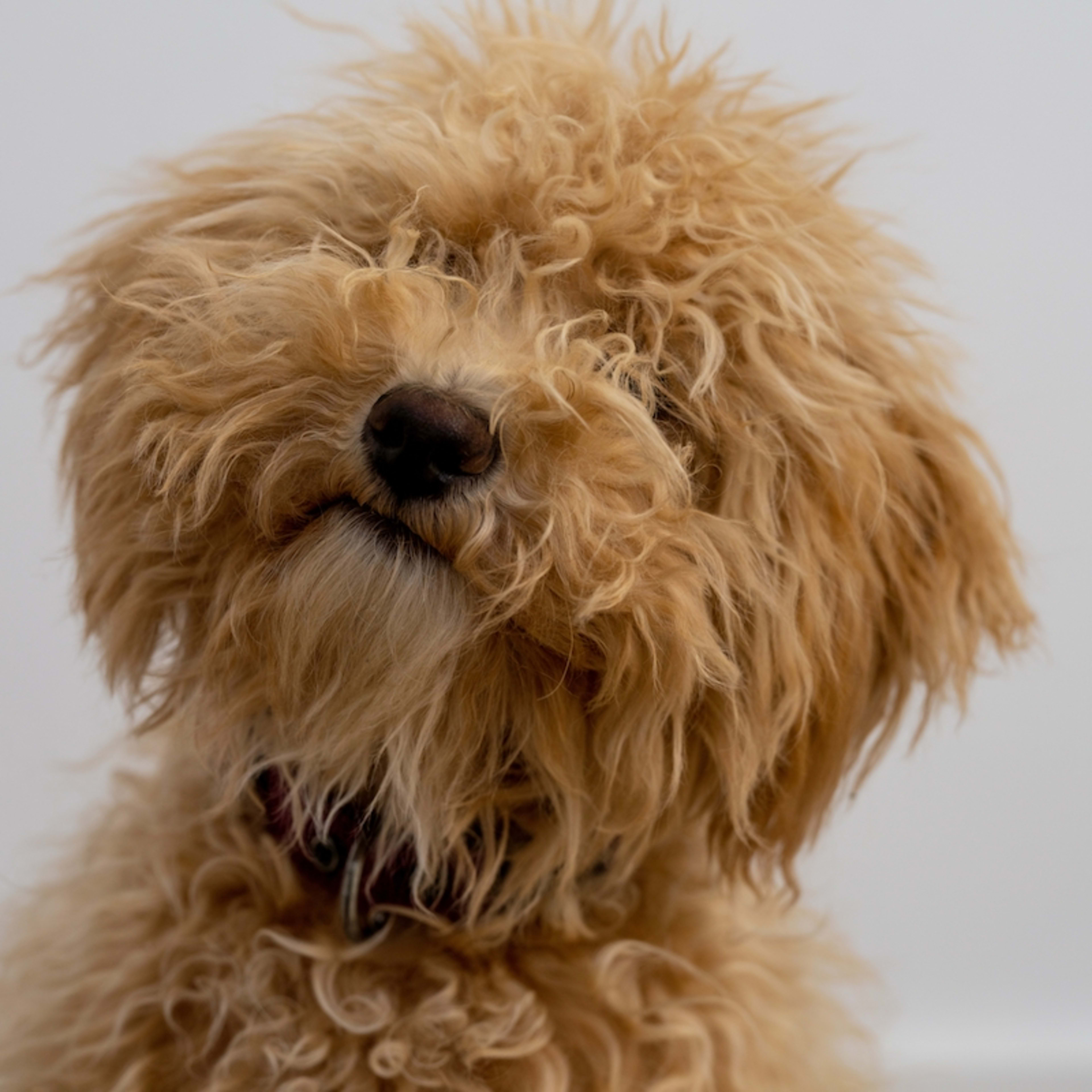 A Goldendoodle lost his eye to cancer.
