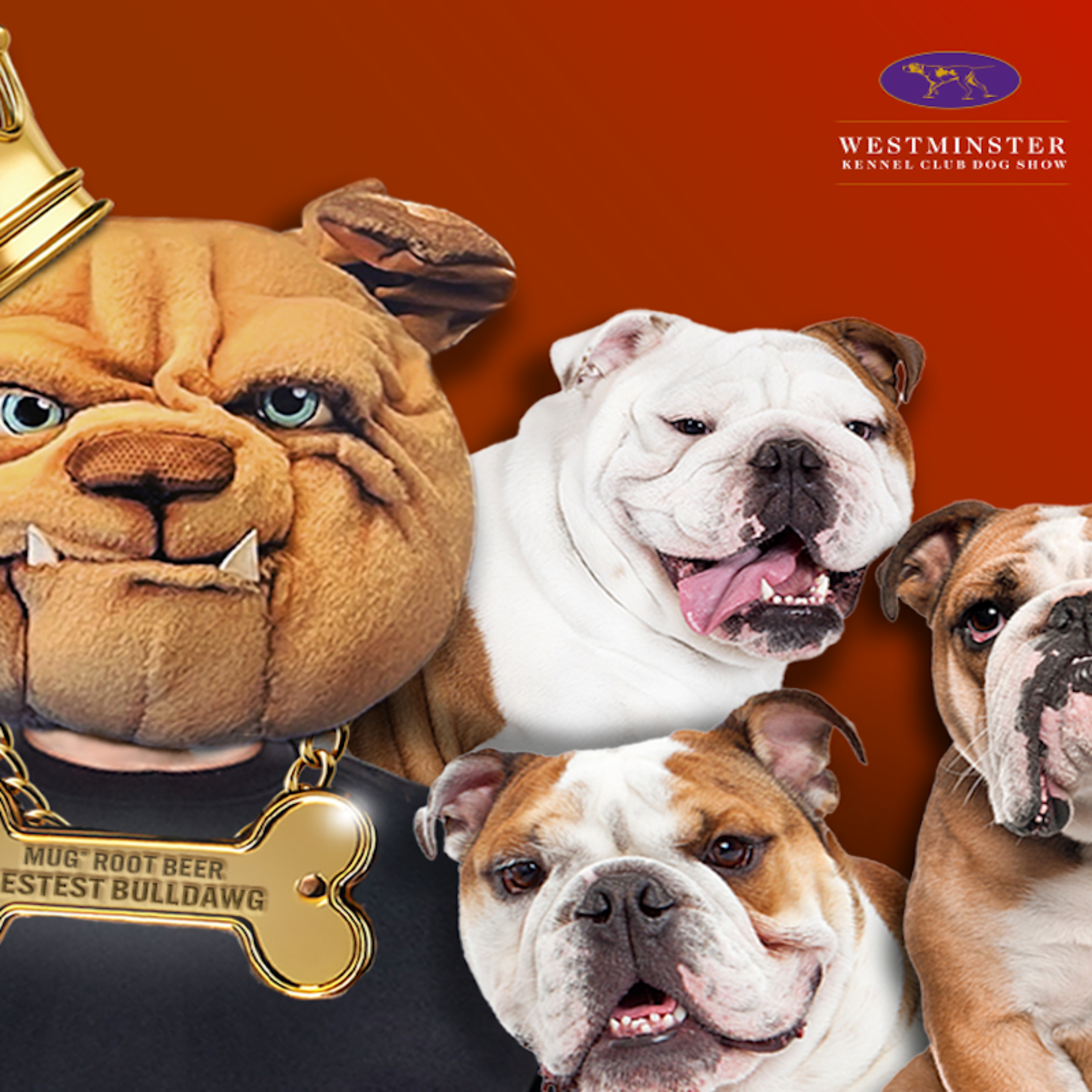 Three Bulldogs and MUG Root Beer Bulldog mascot