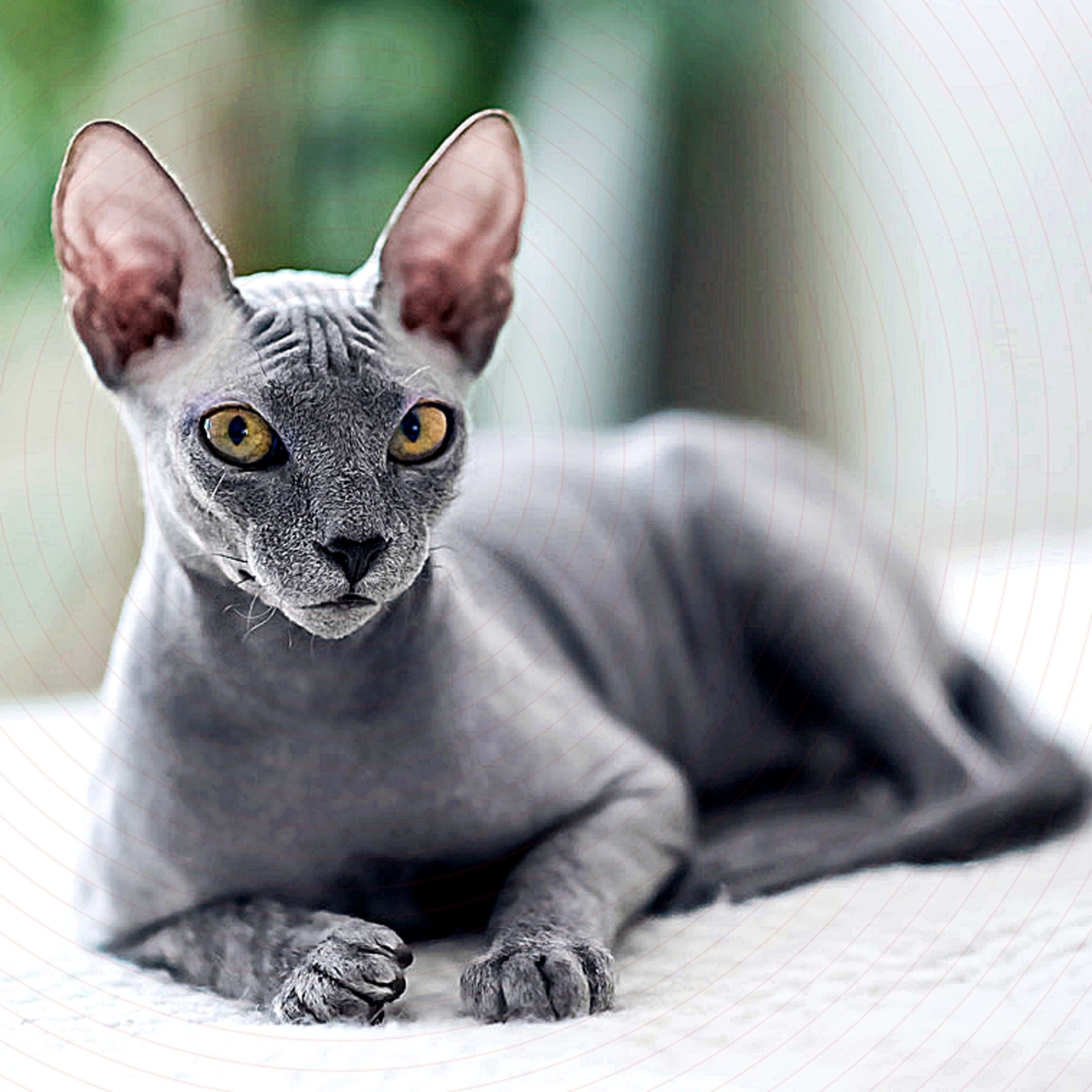 11 Hairless (and Partially Hairless) Cat Breeds