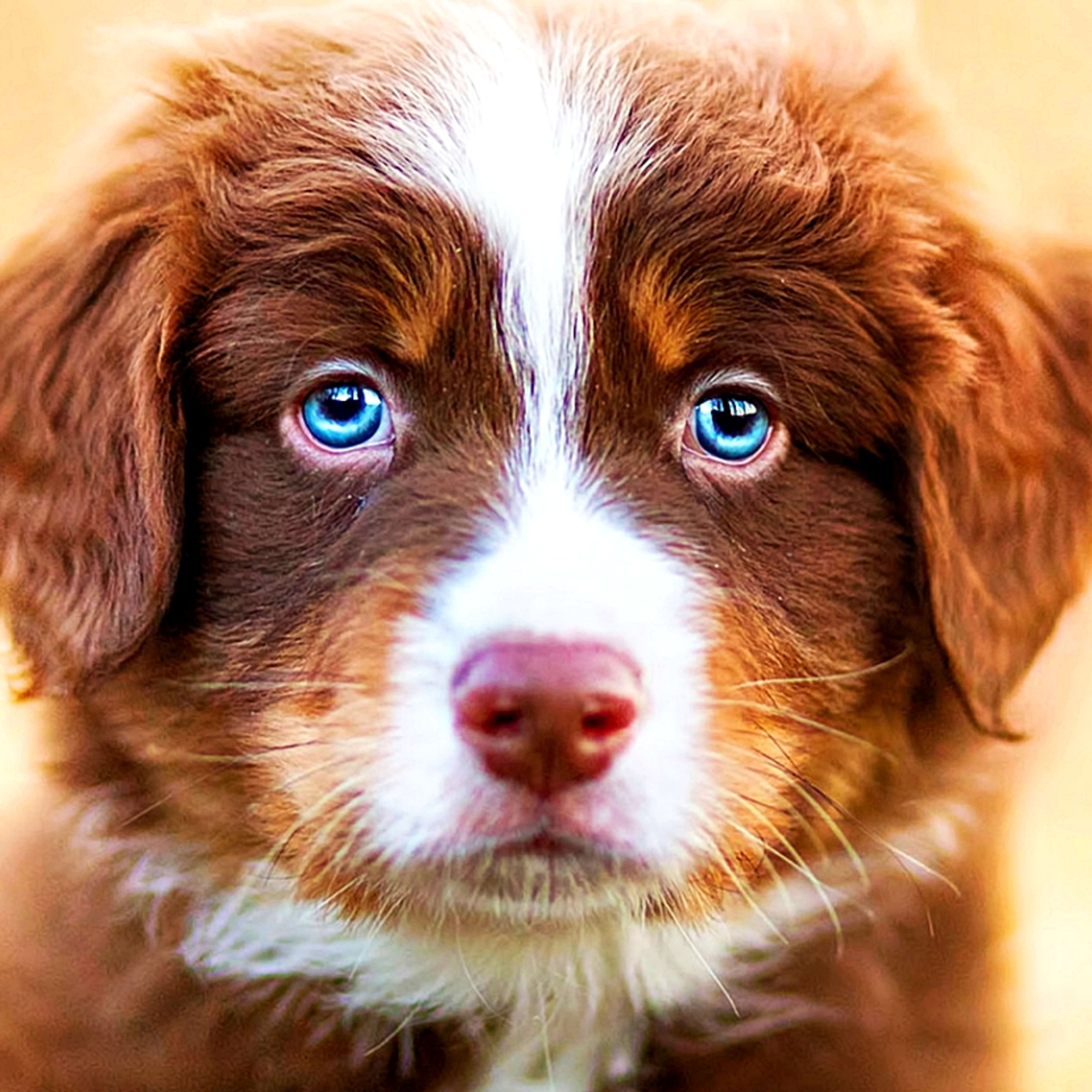 Beautiful, Blue-Eyed Babes! 35 Dog Breeds With Blue Eyes