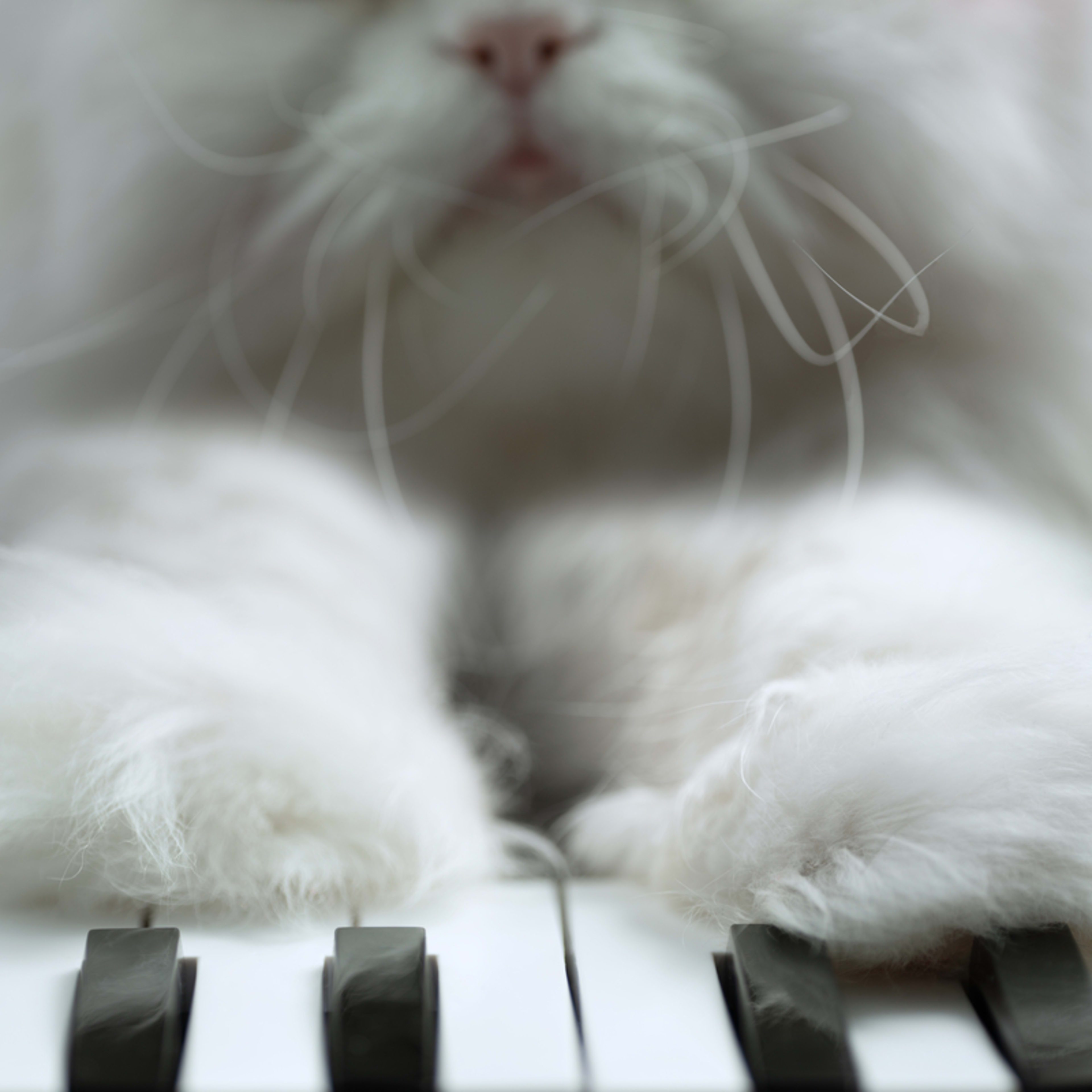 Closeup of a Persian cat's paws on a piano