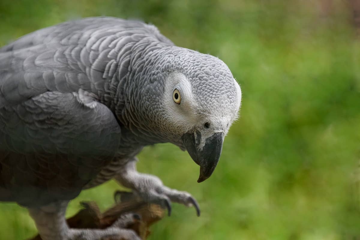 Mom Leaves Parrot Home Alone with Camera on and Absolute Hilarity ...
