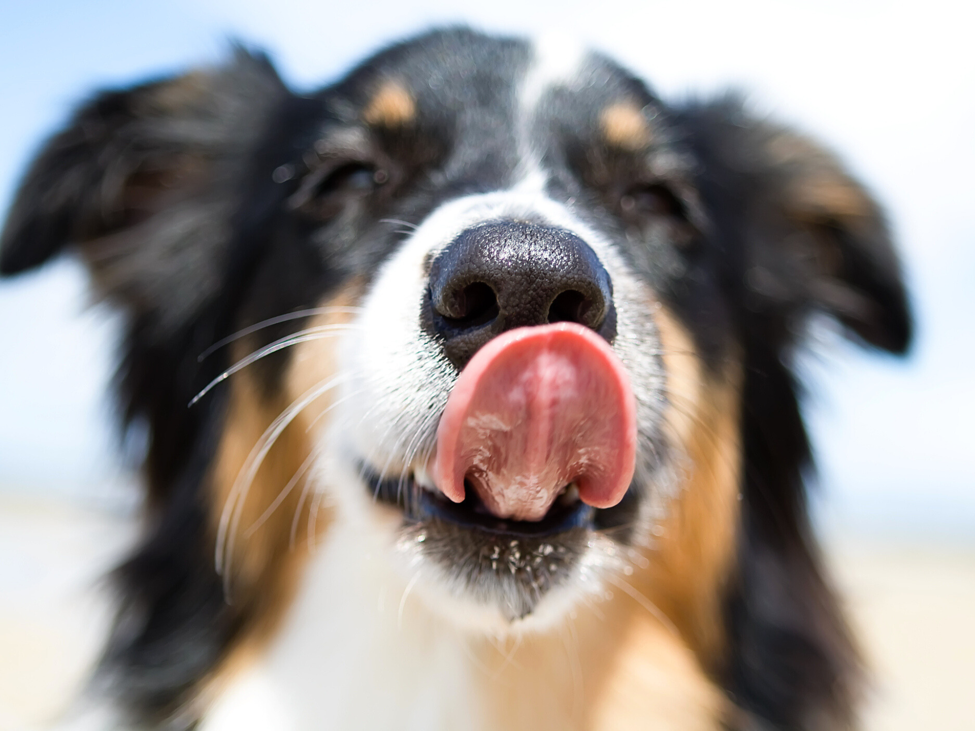 Thread Ingestion In Dogs Symptoms photo