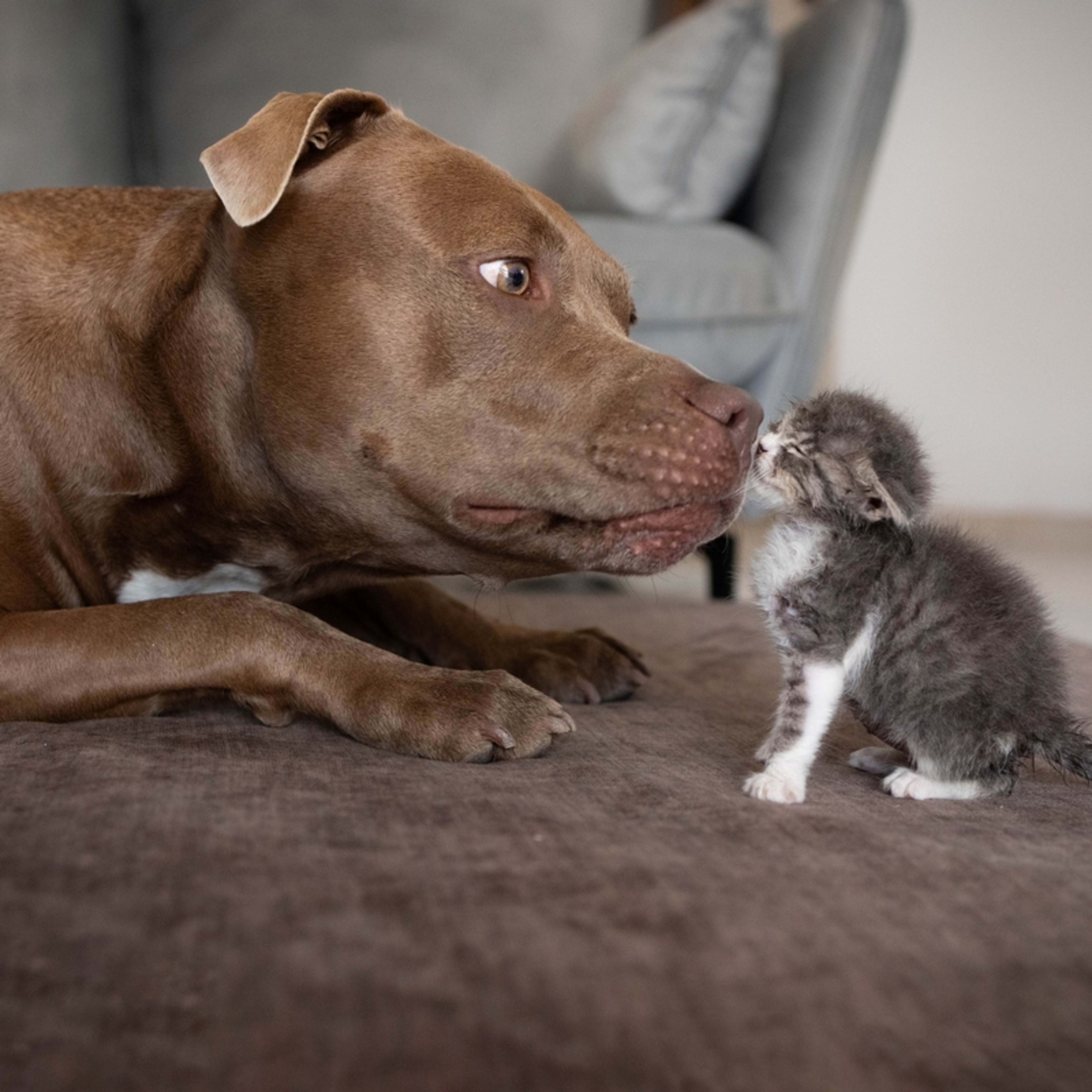 Sweet Pit Bull Shows off Adorable Pastel Hat to Make New Friends on