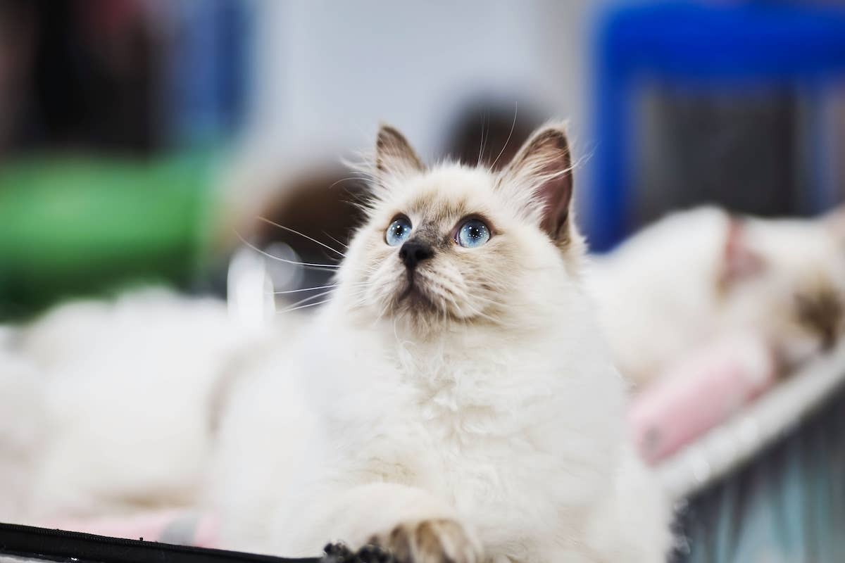 Sweet Angel Ragdoll Kittens Playing in a Ball Pit Is Like Sunshine in a ...