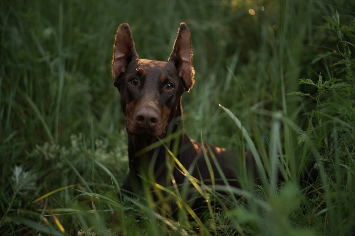 Photo inspiration: Fresh Look at Doberman Leaves Mom Yelp Review For Her Dinner In The