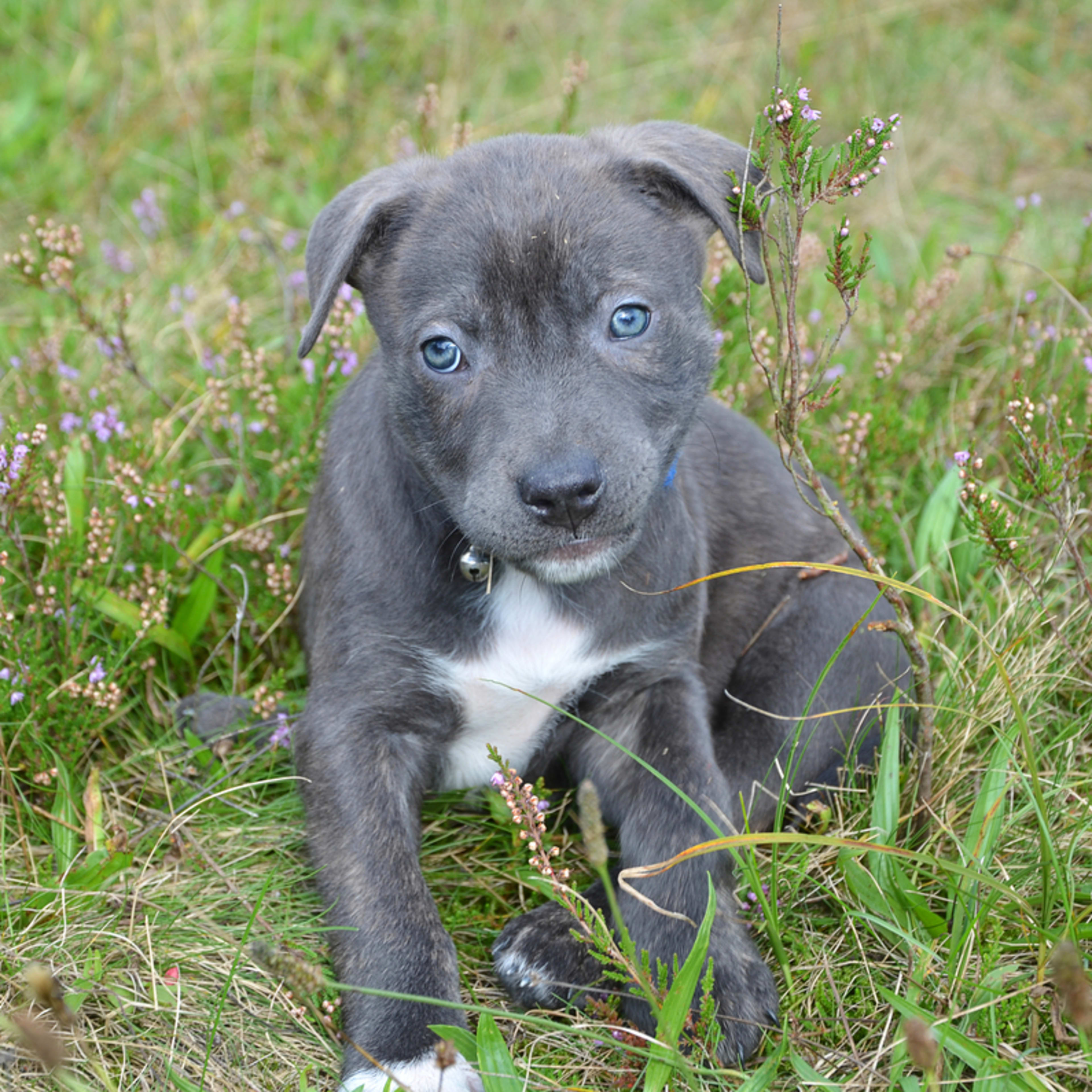 Foster Pit Bull Puppy's Incredible Skin Transformation Will Melt Your