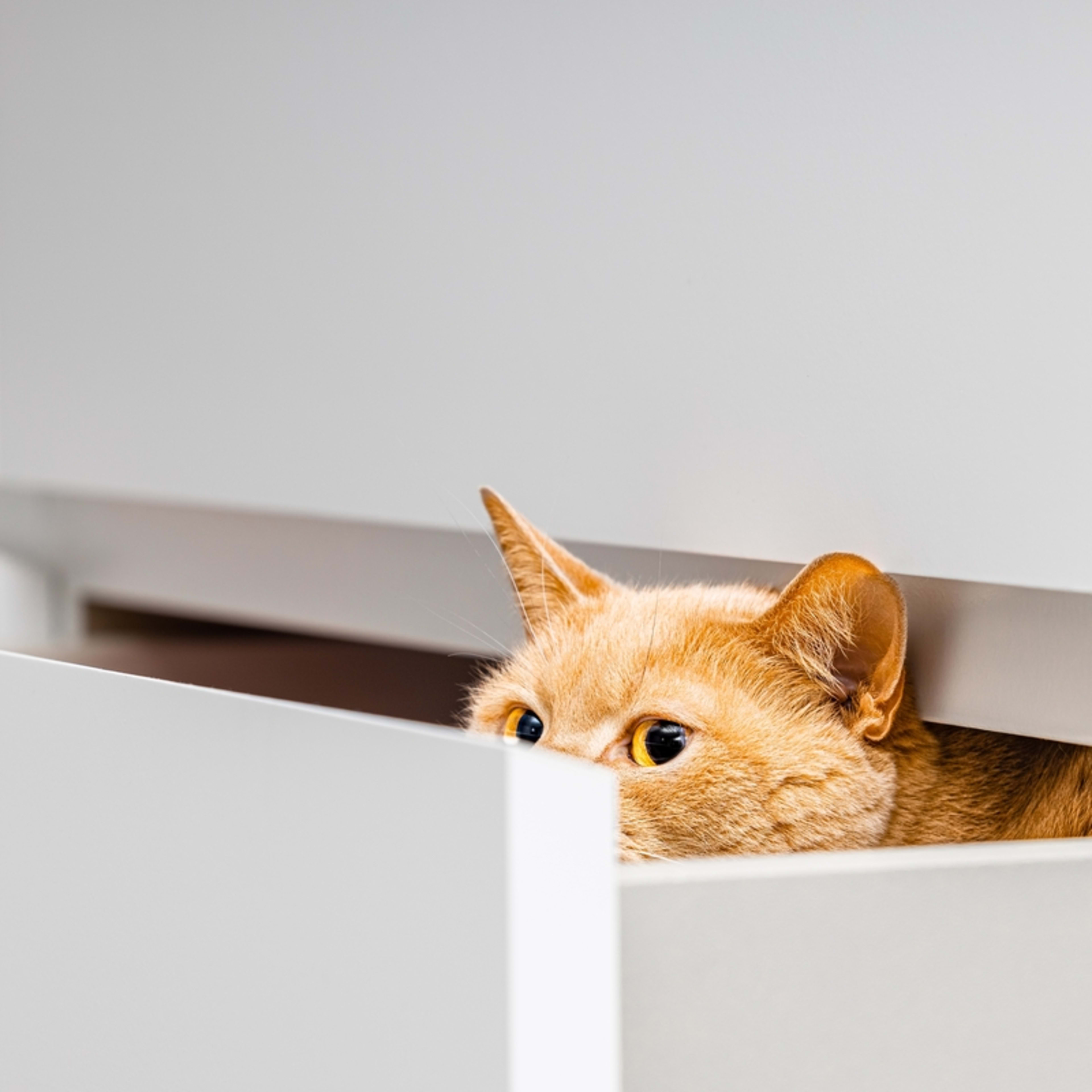 An orange cat peeks out from a kitchen drawer.