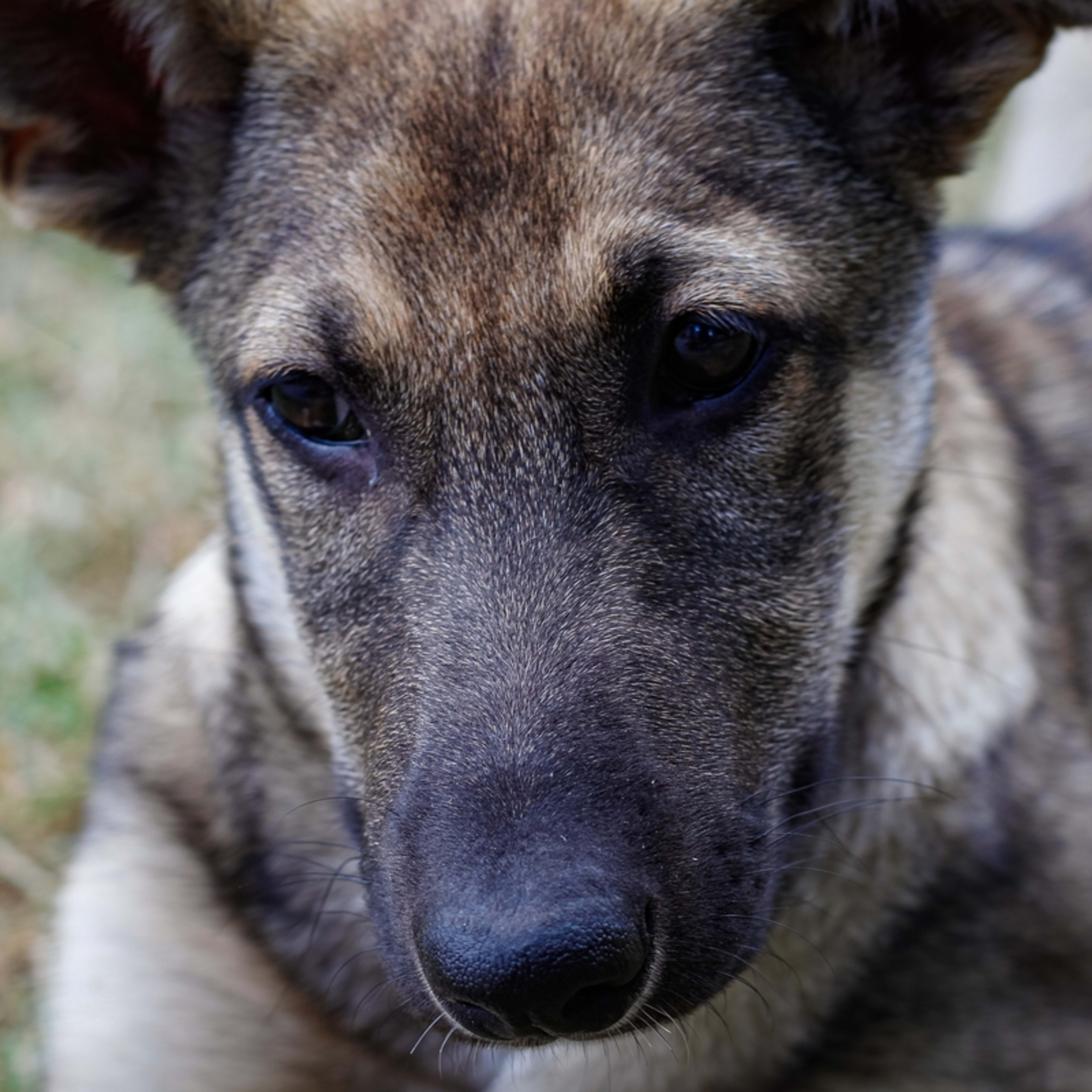 Rare Golden Shepherd Duo Takes the 'Soft Mouth Test' and Nails It - Parade  Pets, image size:3840x3840