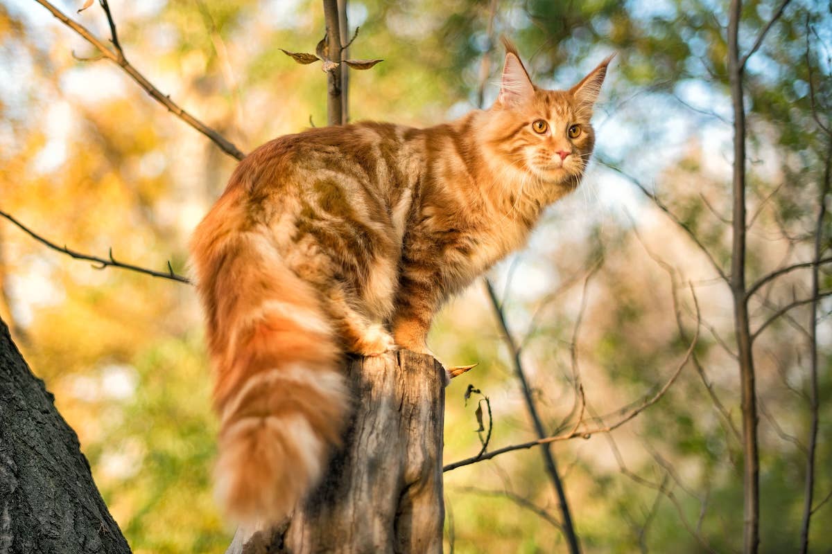‘Biggest Maine Coon Ever’ at the Vet Is Just So Huge - Parade Pets