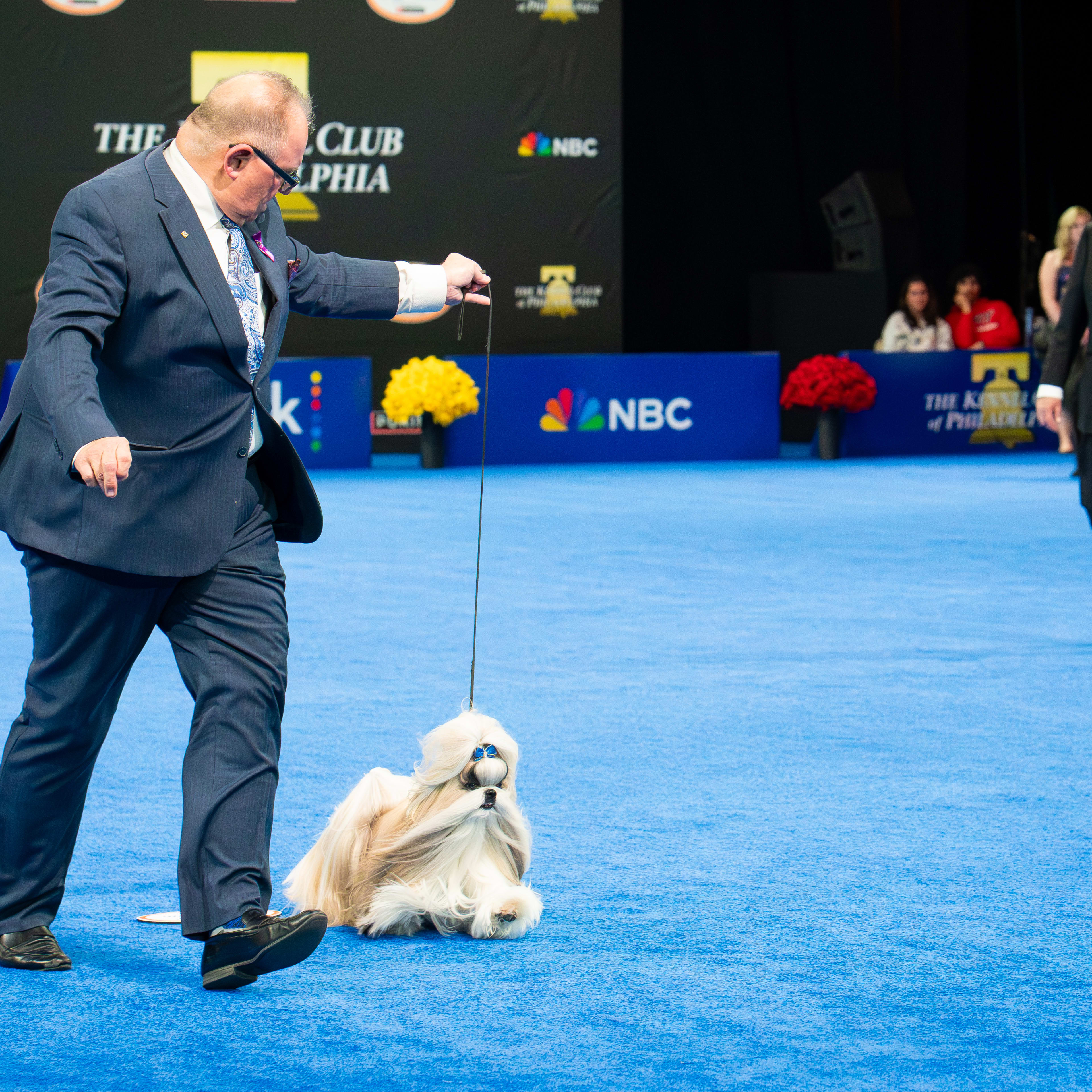 is-petco-open-on-christmas-day-2025-holiday-hours-parade-pets