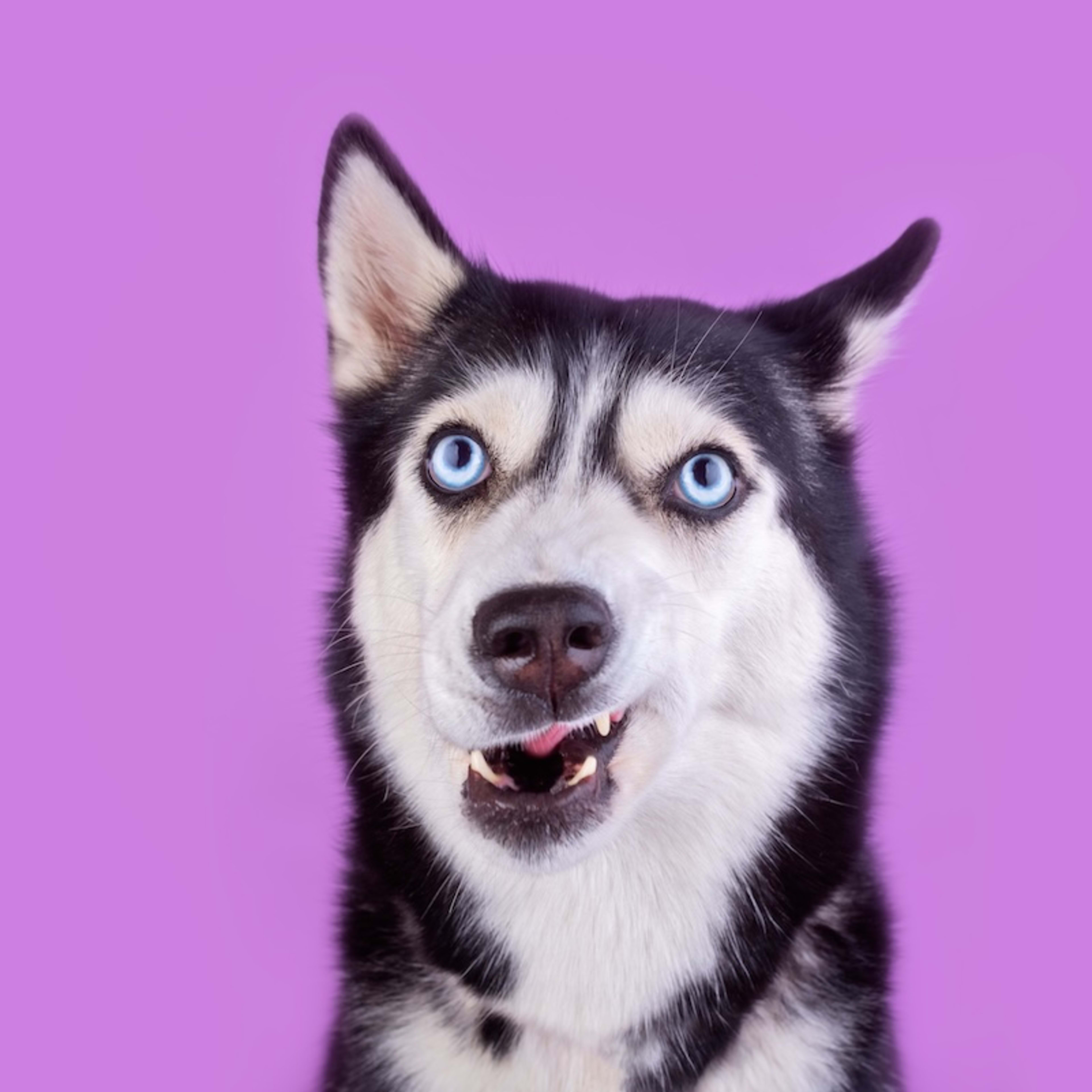 Siberian Husky Playfully Hits Her Human After Getting Called Out ...