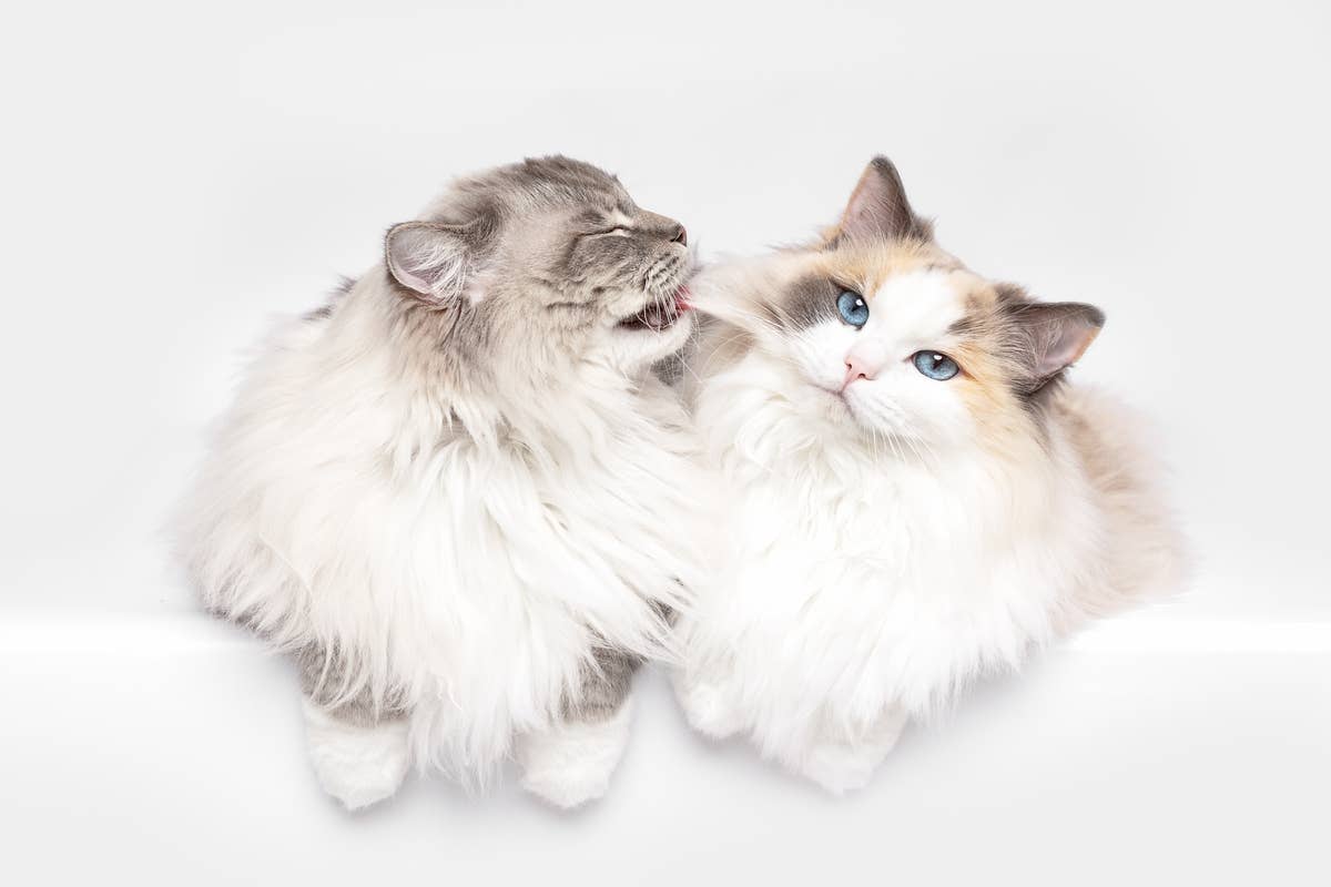 Top 7 Most Affectionate Medium-Sized Dog Breeds - Parade Pets