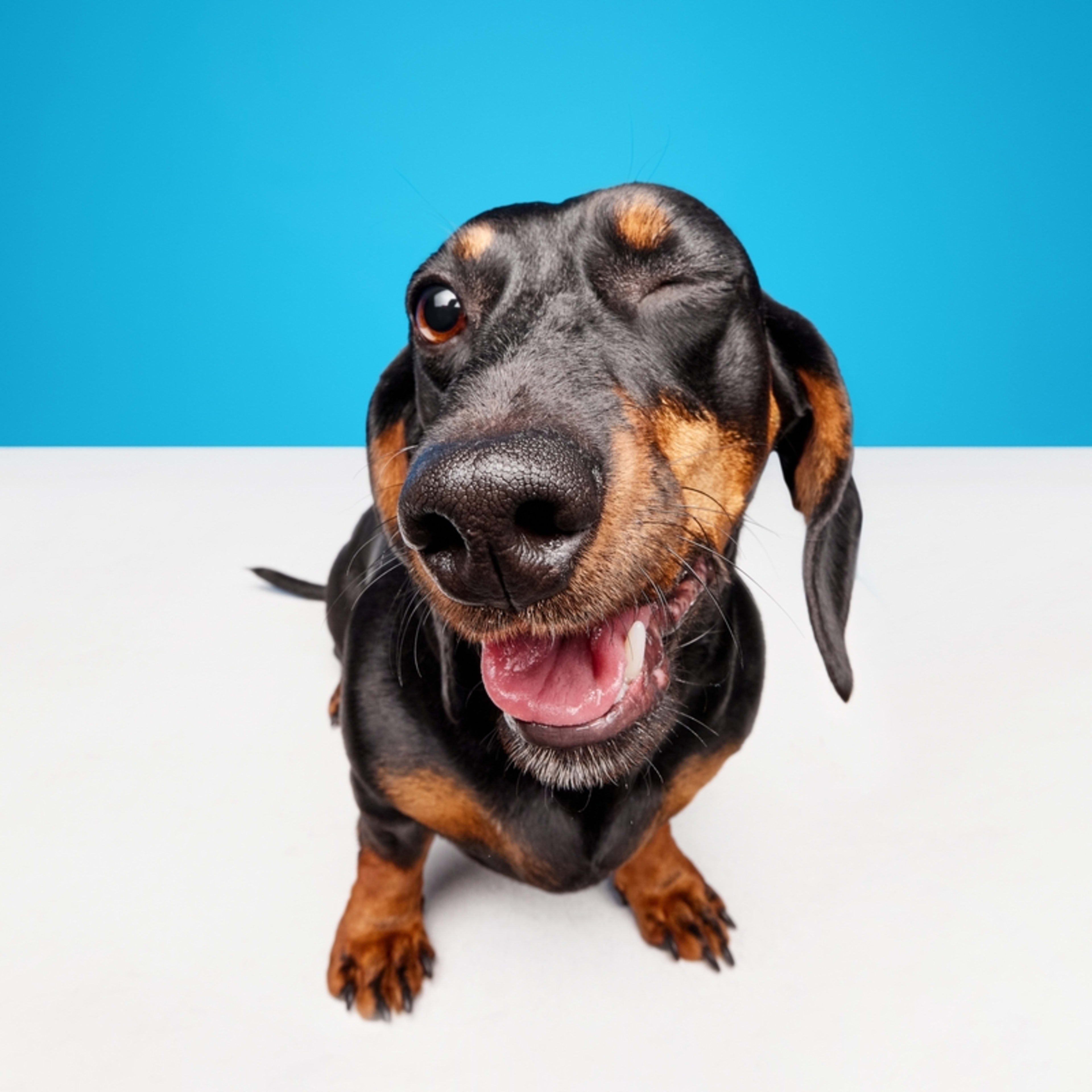 5 Black and White Dog Breeds (Friendly, Cute, Cuddly) - Parade Pets